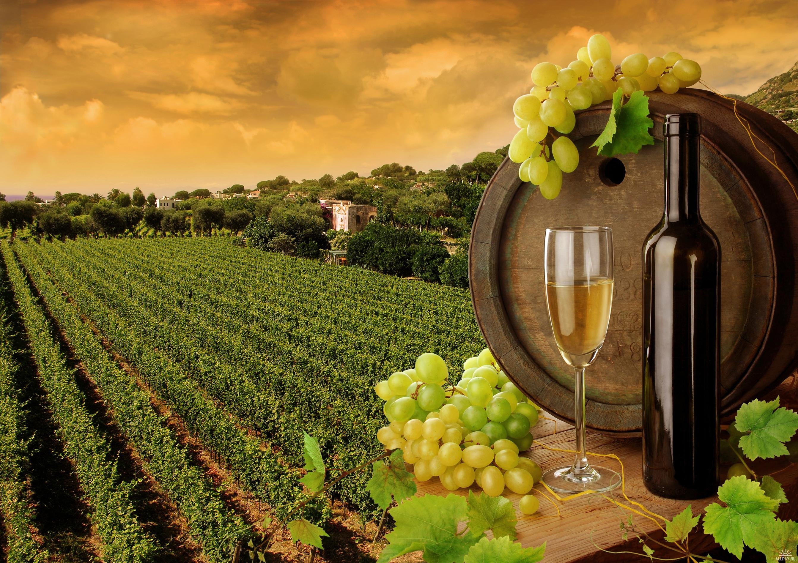 Free Wine Wallpapers
