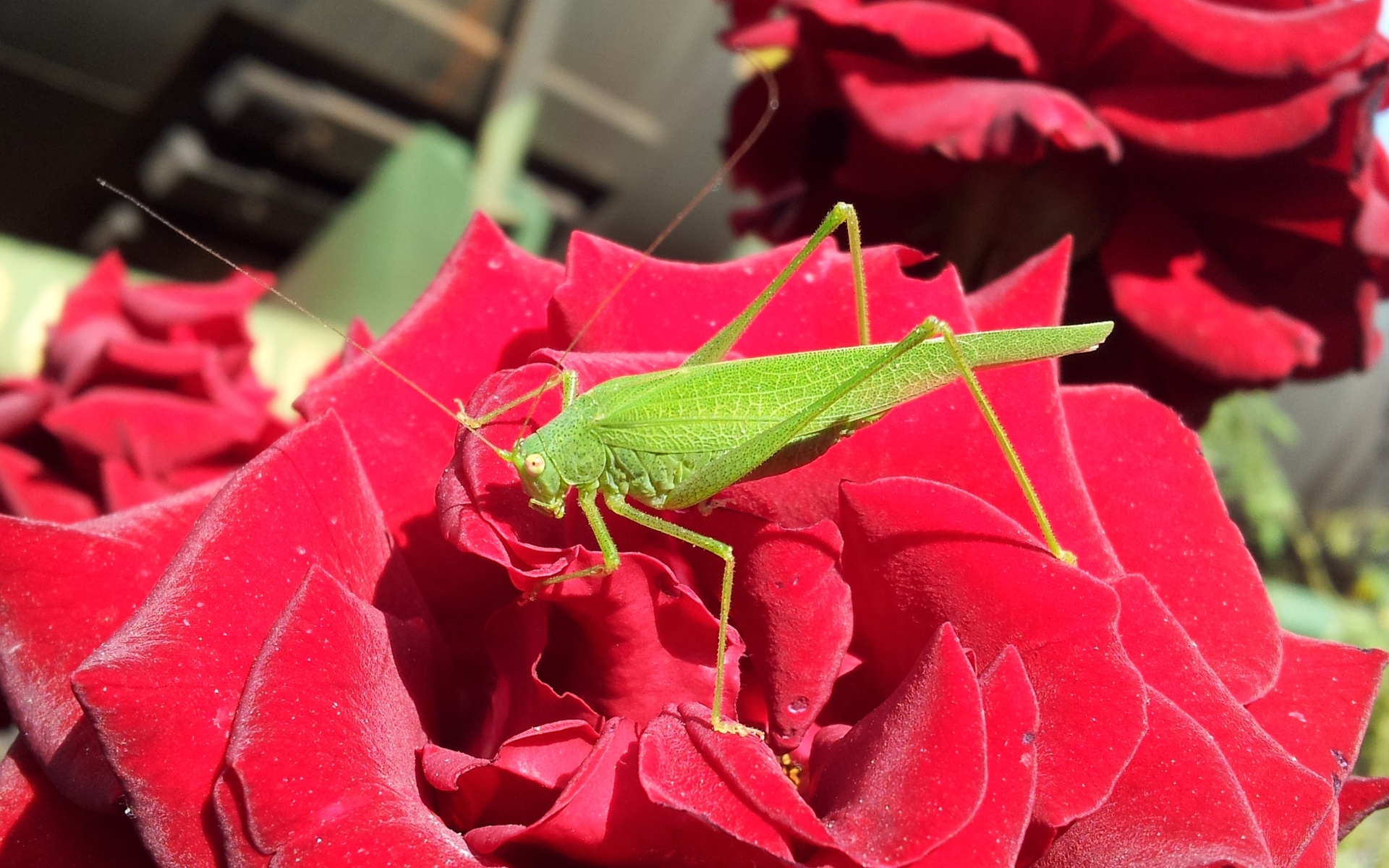 animal, grasshopper for android