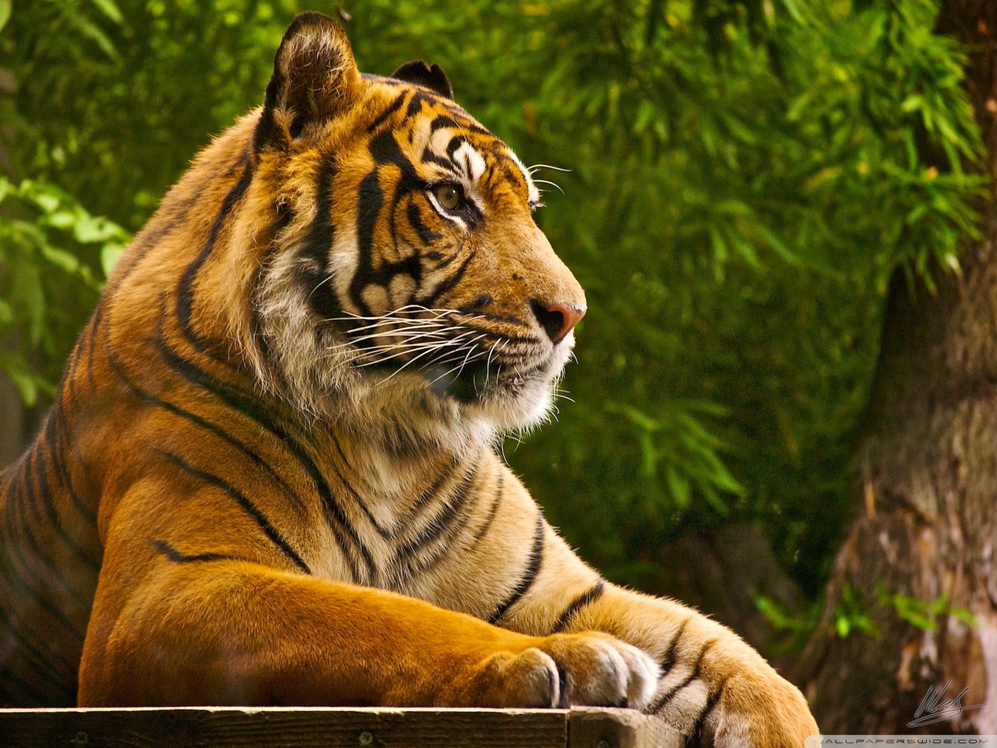 Золотой суматранский тигр