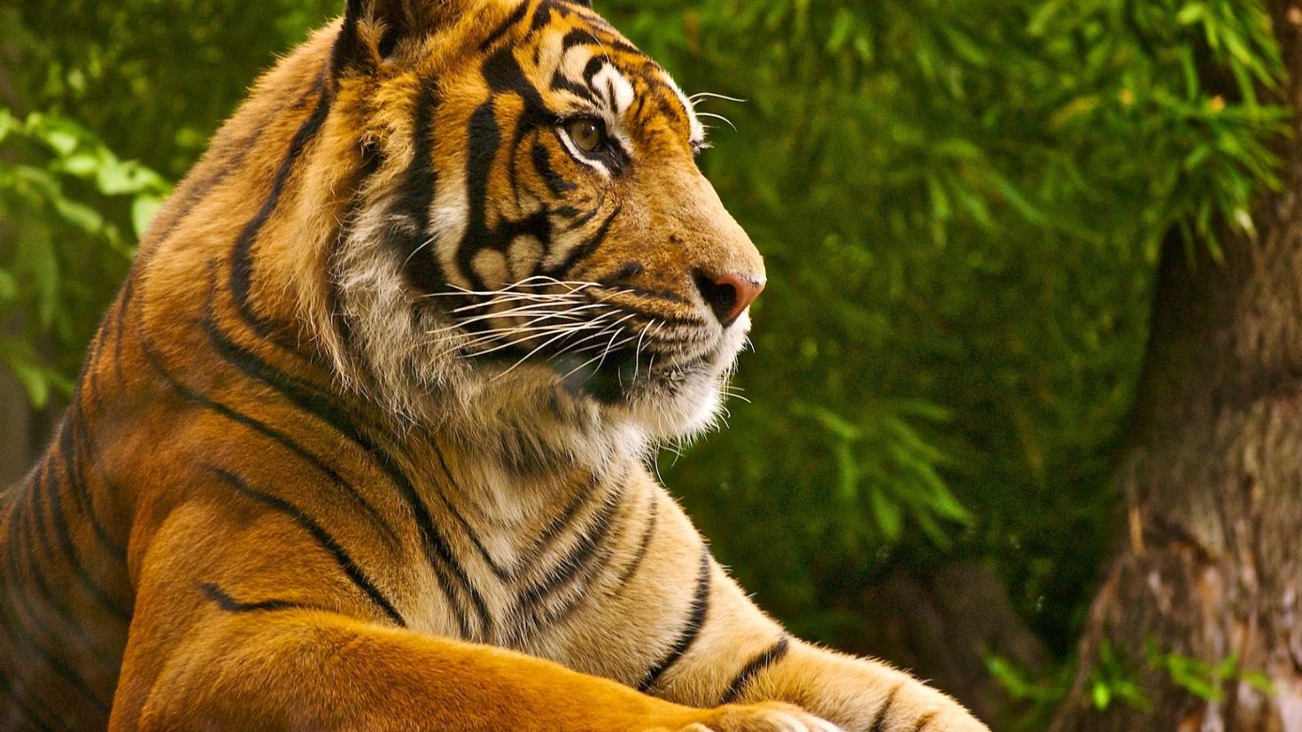 Картинки на заставку телефона 2024. Красивый тигр. Тигр на заставку. Красивые обои на рабочий стол. Оранжевый тигр.