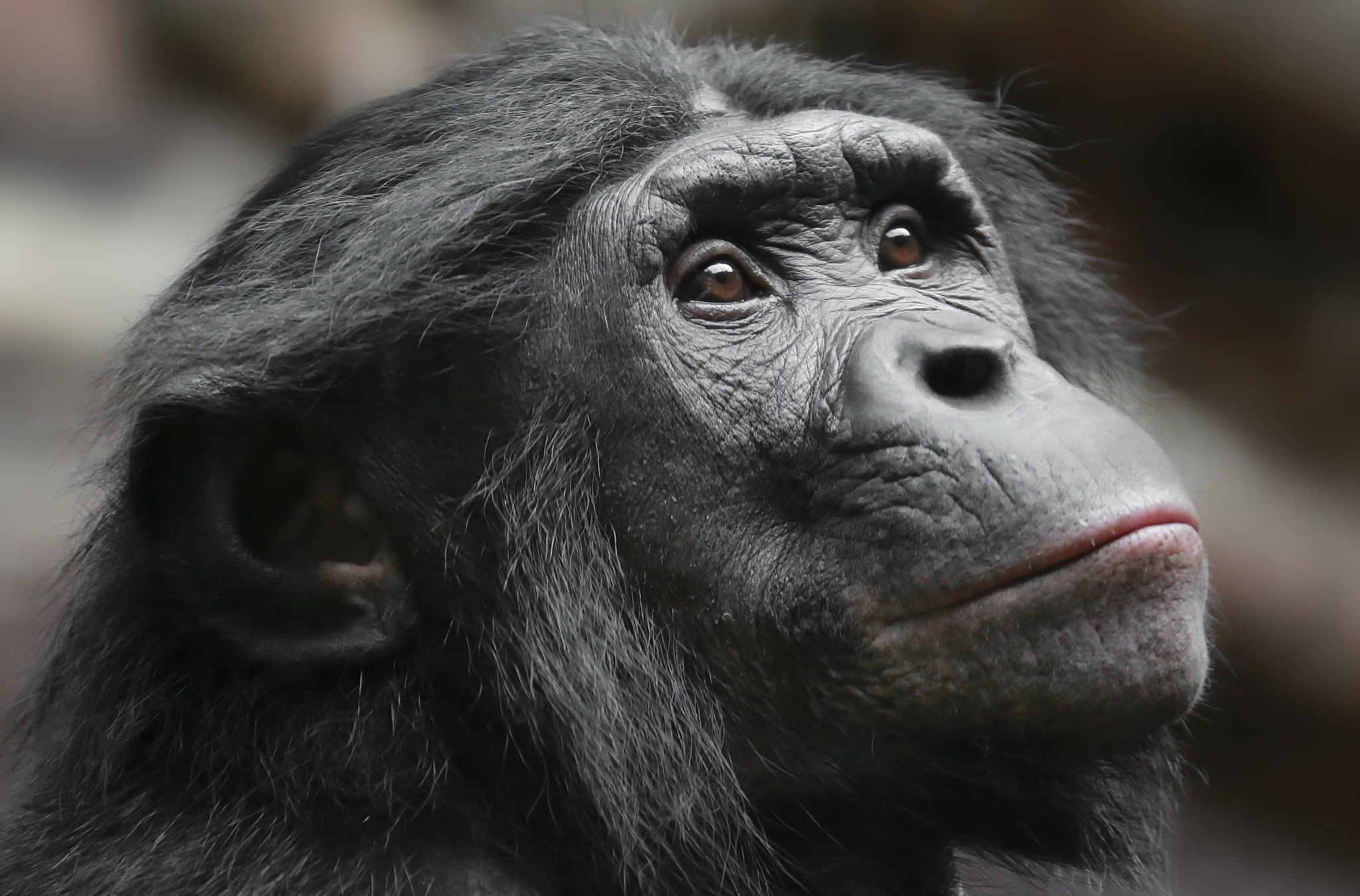 animal, bonobo, monkey, primate, monkeys Full HD
