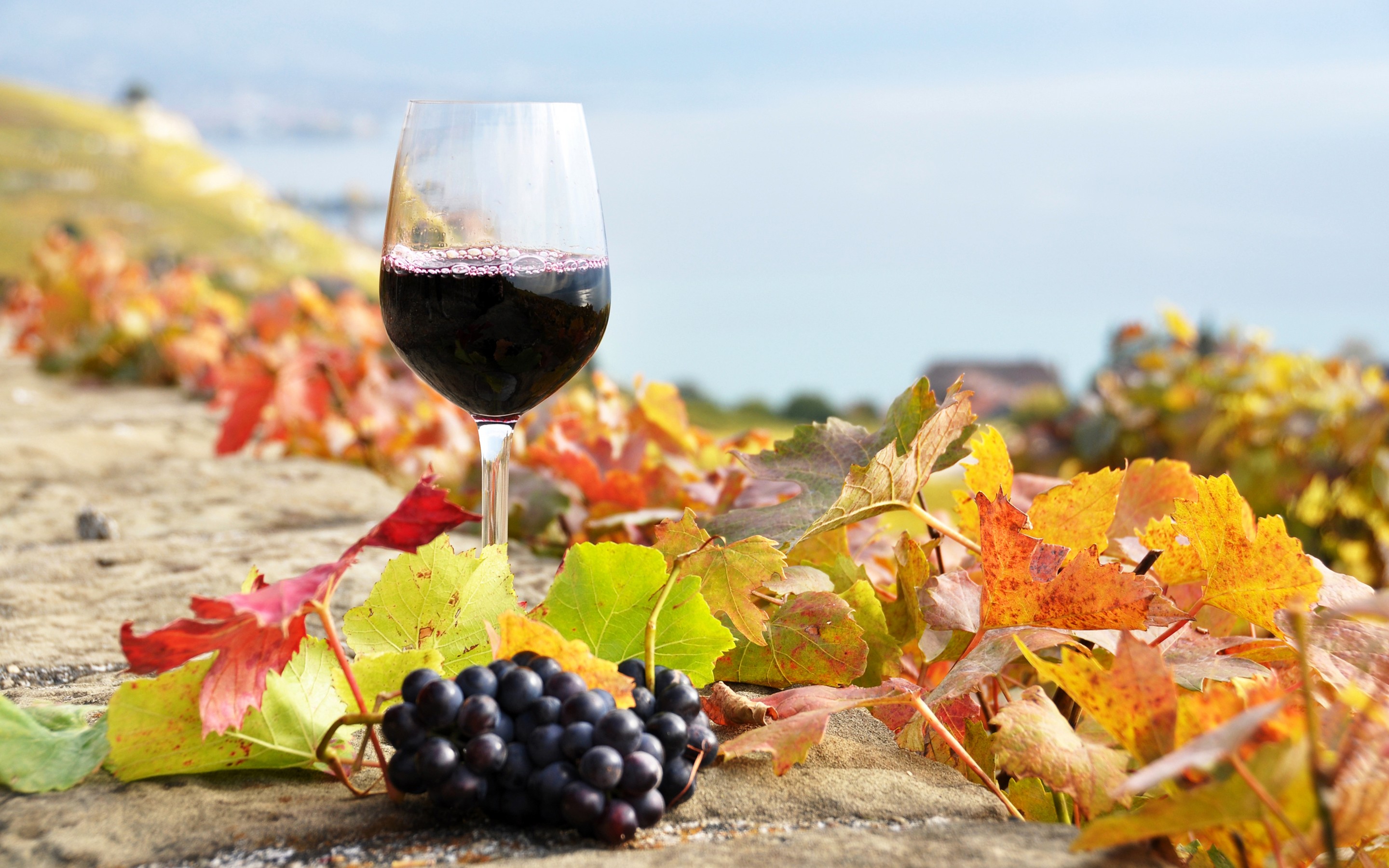Вино осень