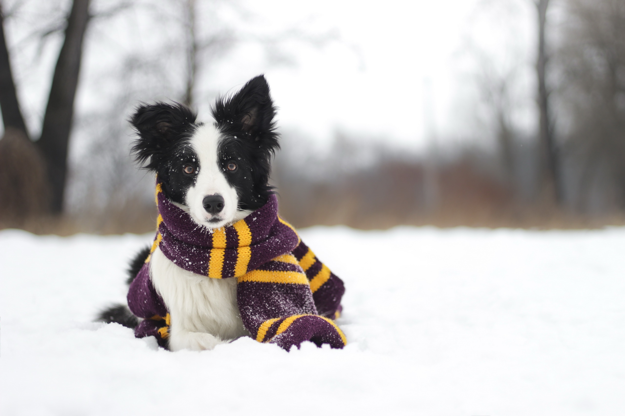 Free download wallpaper Winter, Dogs, Dog, Animal, Scarf, Border Collie, Depth Of Field on your PC desktop