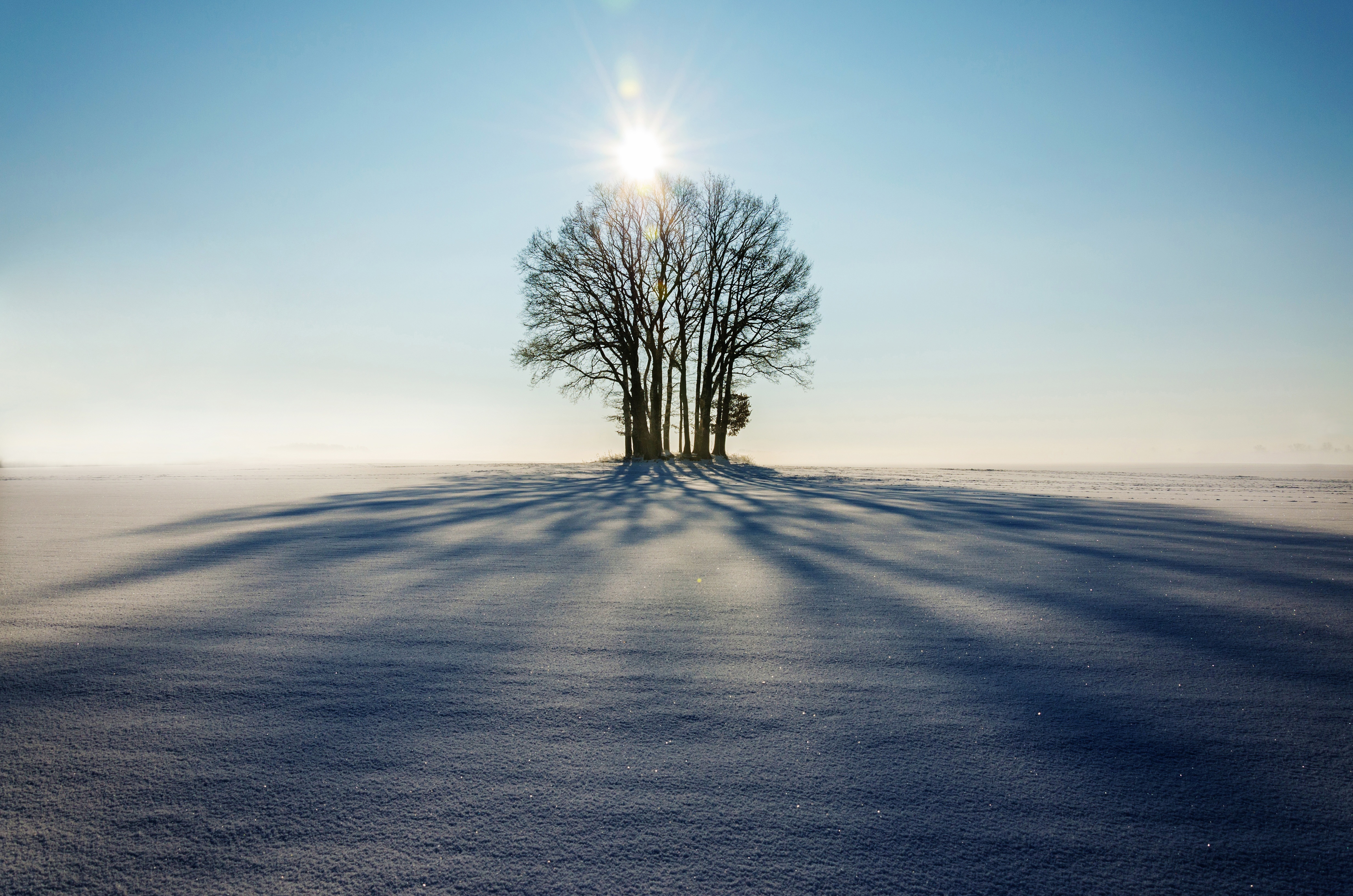Скачать картинку Снег, Дерево, Солнечный Свет, Природа, Горизонт, Зима в телефон бесплатно.