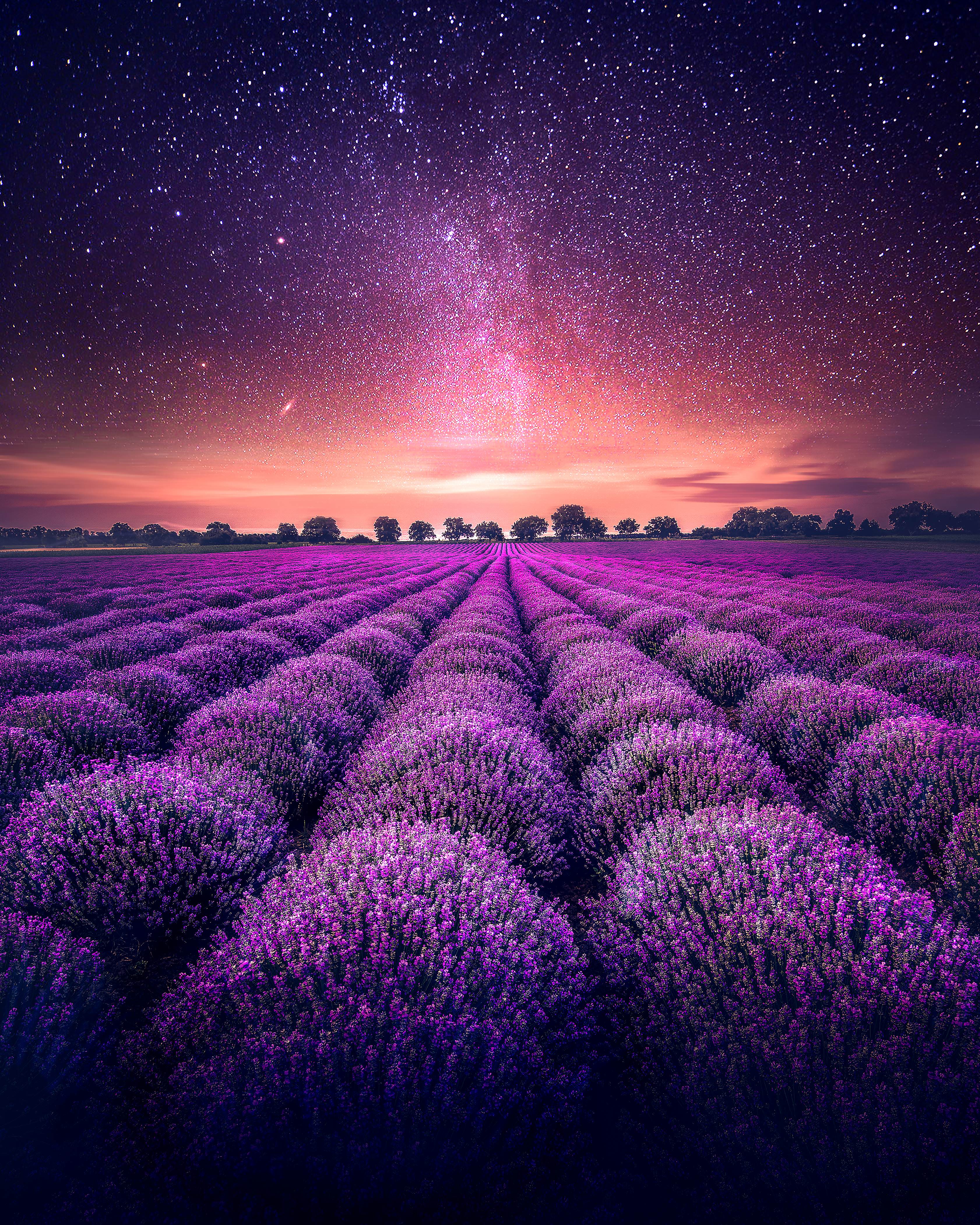 nature, horizon, lavender, starry sky, field Aesthetic wallpaper