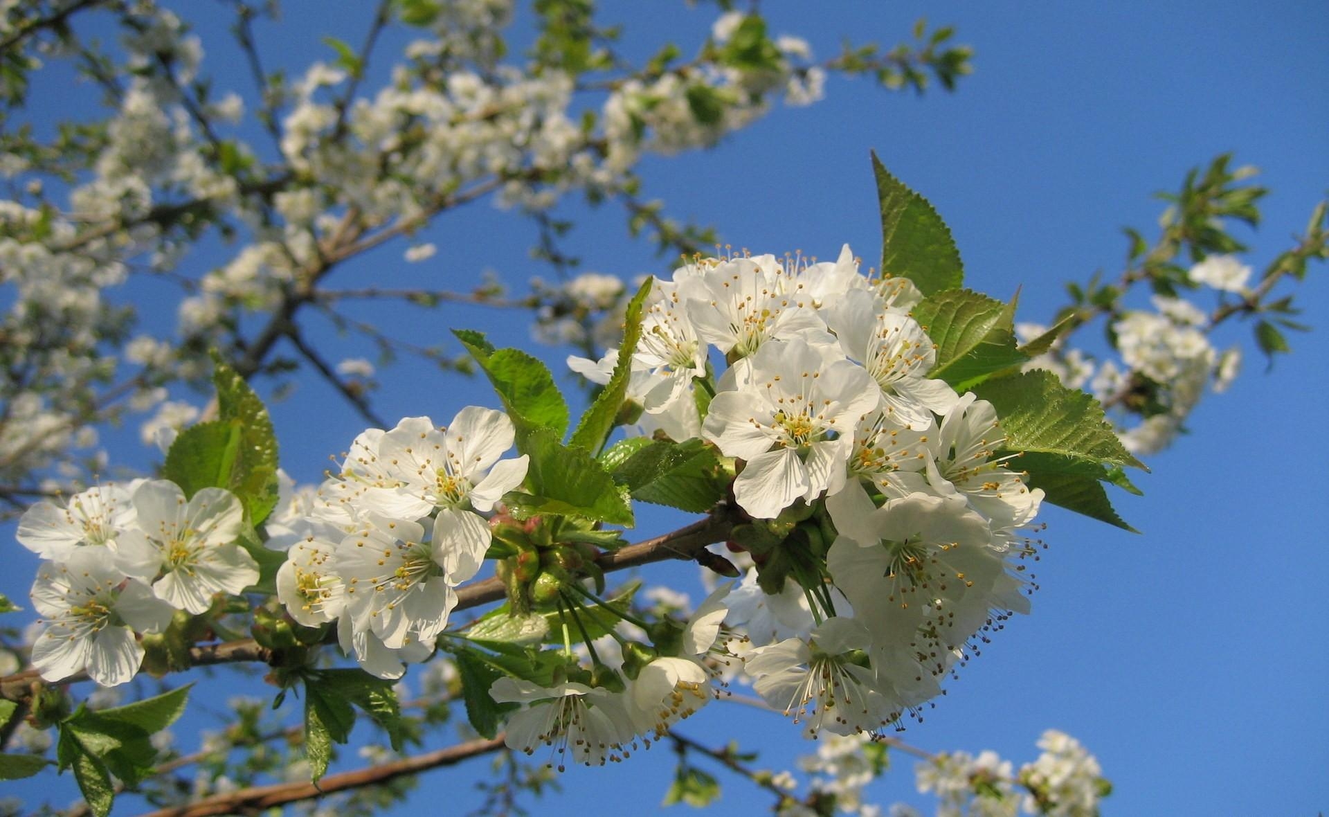 Laden Sie das Sky, Geäst, Zweige, Blühen, Blühenden, Stimmung, Blumen, Frühling-Bild kostenlos auf Ihren PC-Desktop herunter