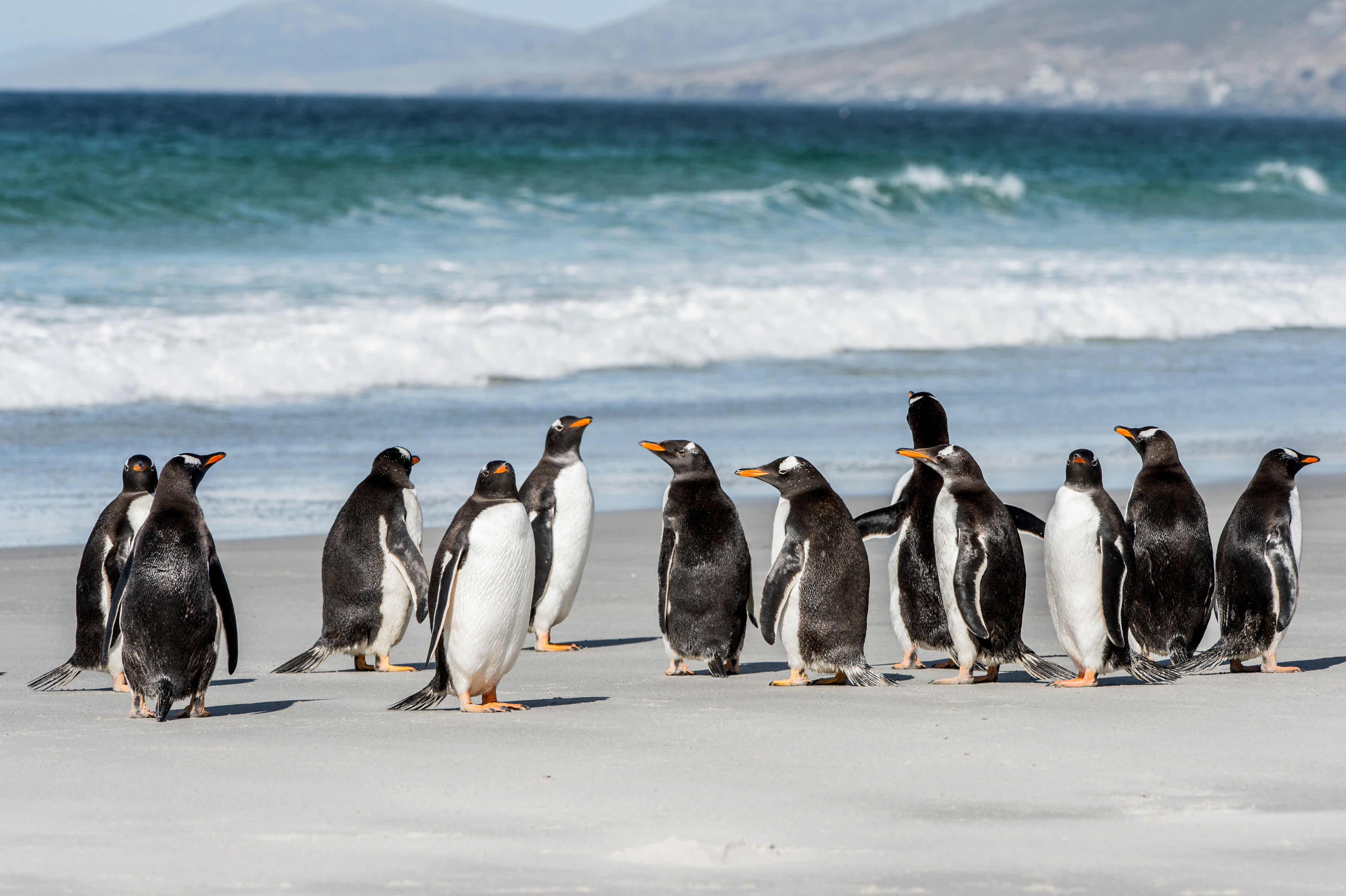 Стая королевских пингвинов