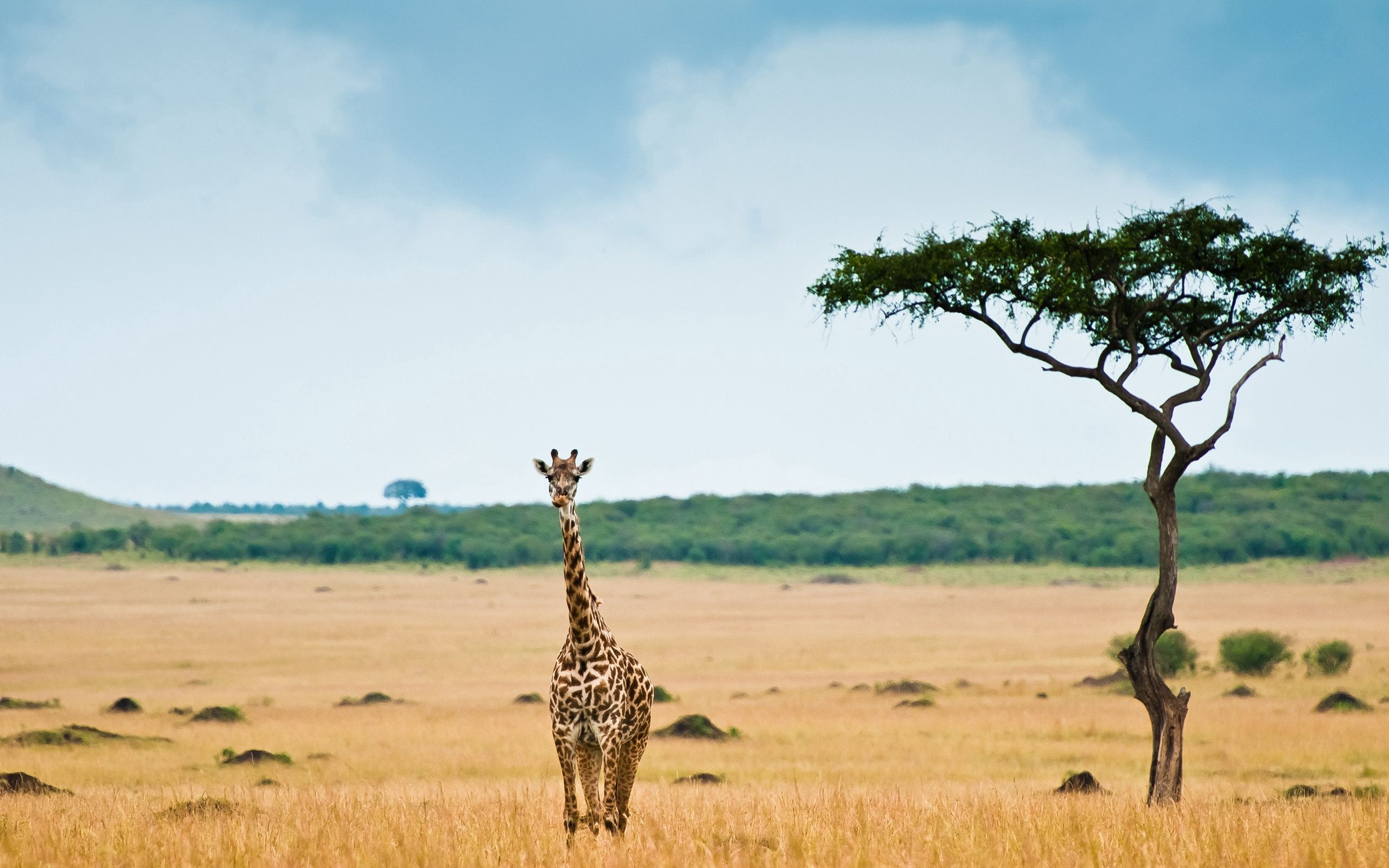 147423 télécharger l'image animaux, girafe, savanna, désert, bois, arbre - fonds d'écran et économiseurs d'écran gratuits