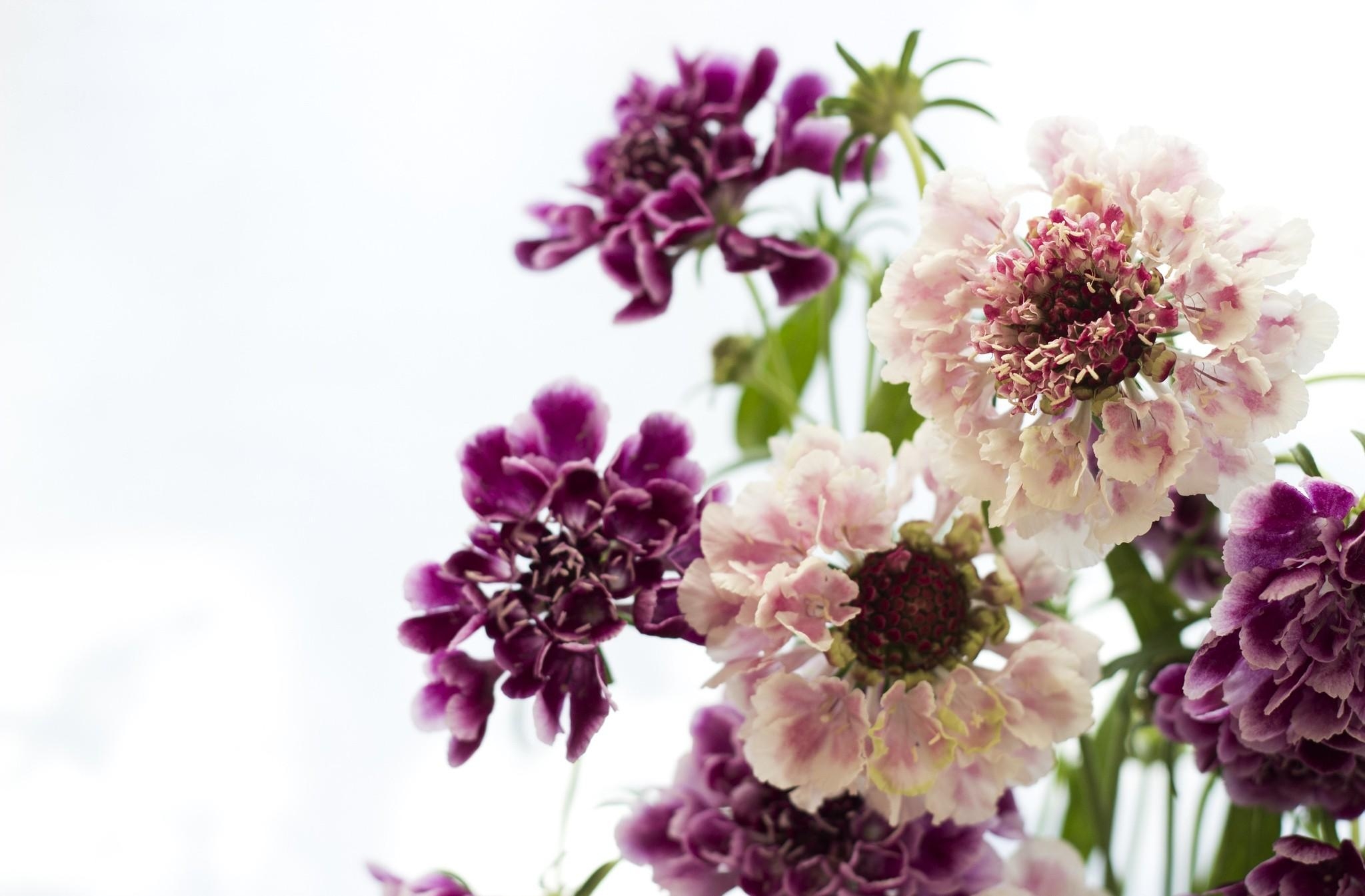 Free download wallpaper Flowers, Close Up, Scabious, Scabiosa, Bouquet on your PC desktop