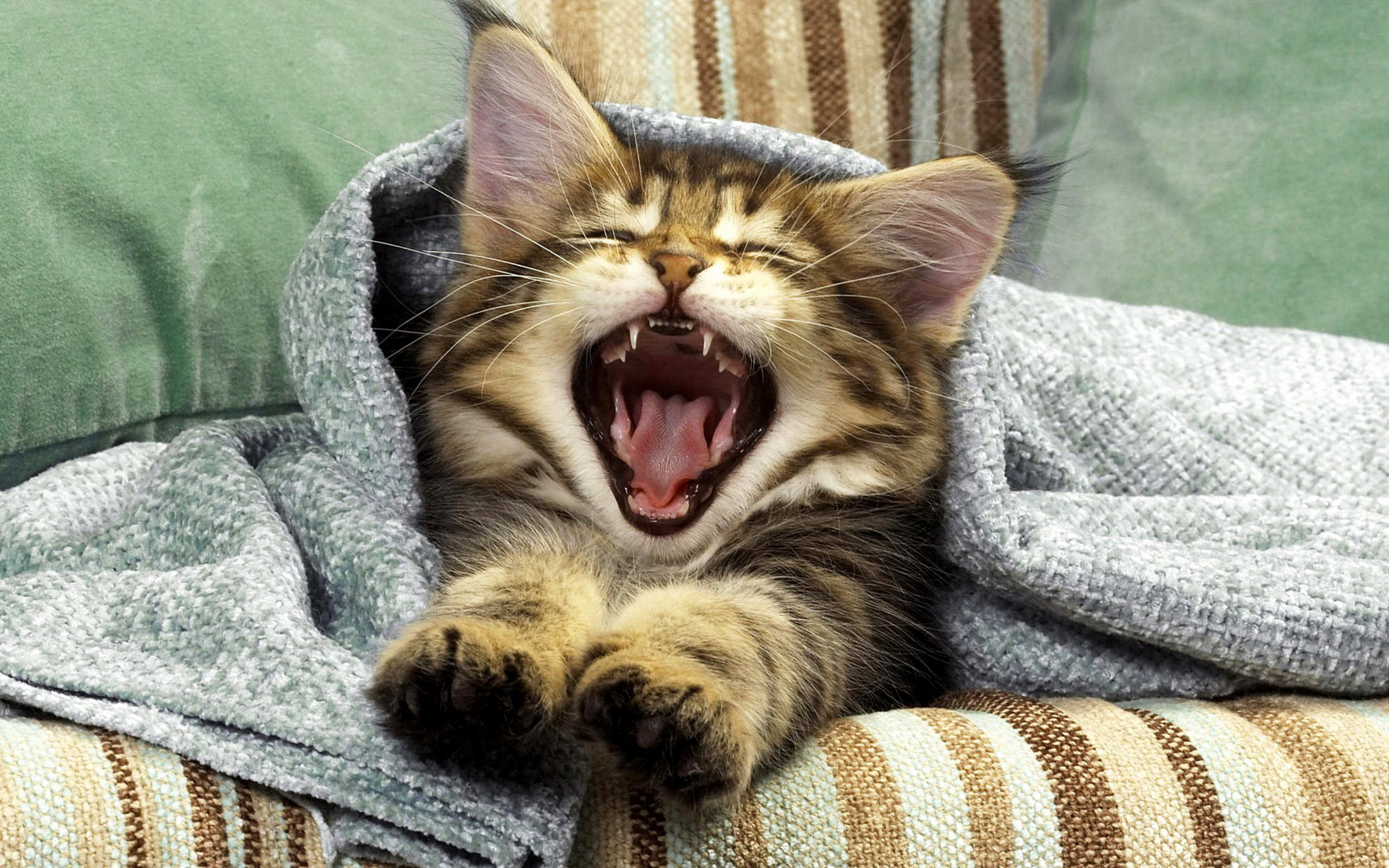 Киски пошло. Котик зевает. Котик проснулся. Сонный кот.
