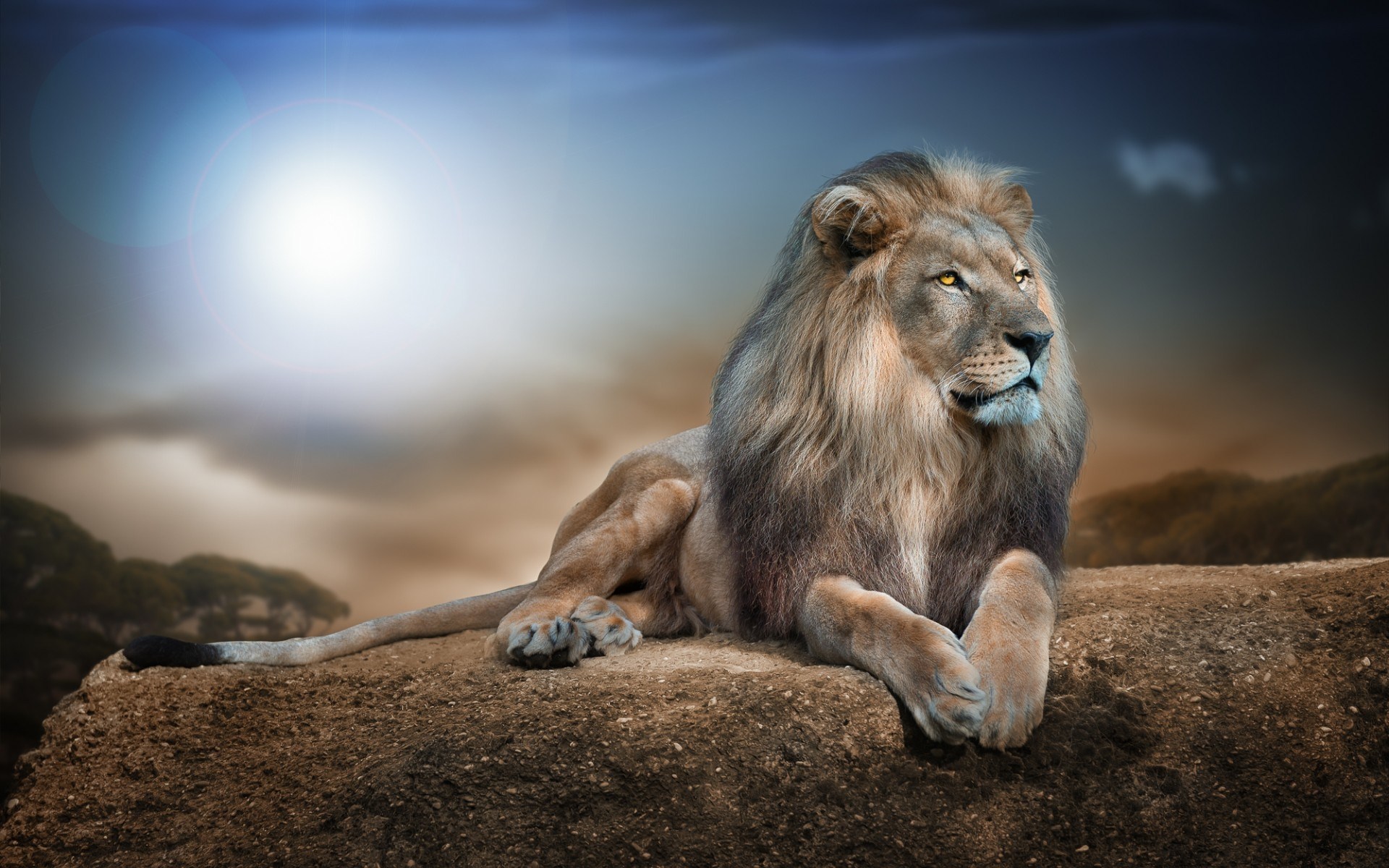 327134 免費下載壁紙 动物, 狮子, 猫 屏保和圖片
