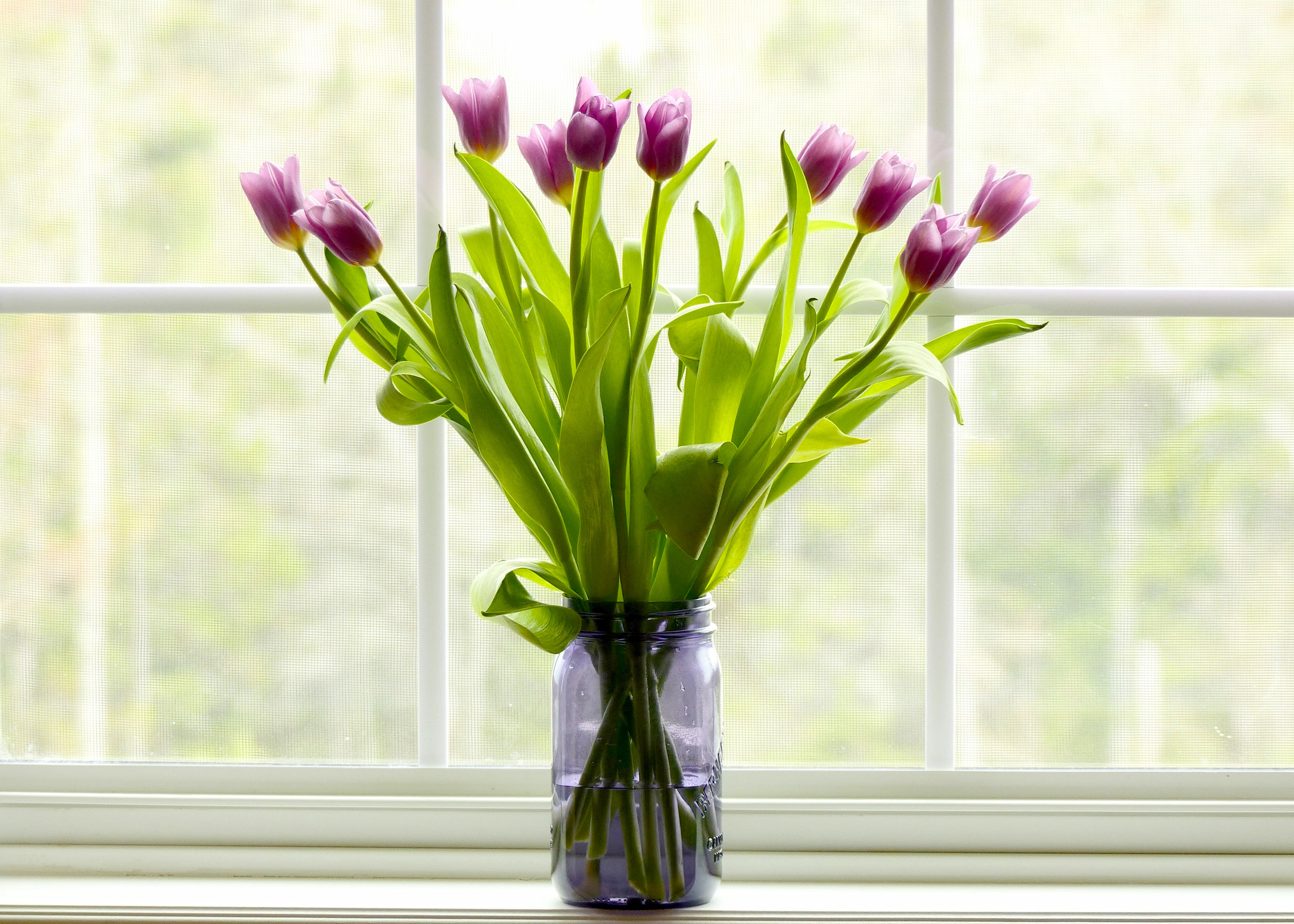 Как сохранить букет тюльпанов в вазе дольше. Цветы на окне. Тюльпаны на окне. Тюльпаны в вазе на окне. Подоконник с цветами.