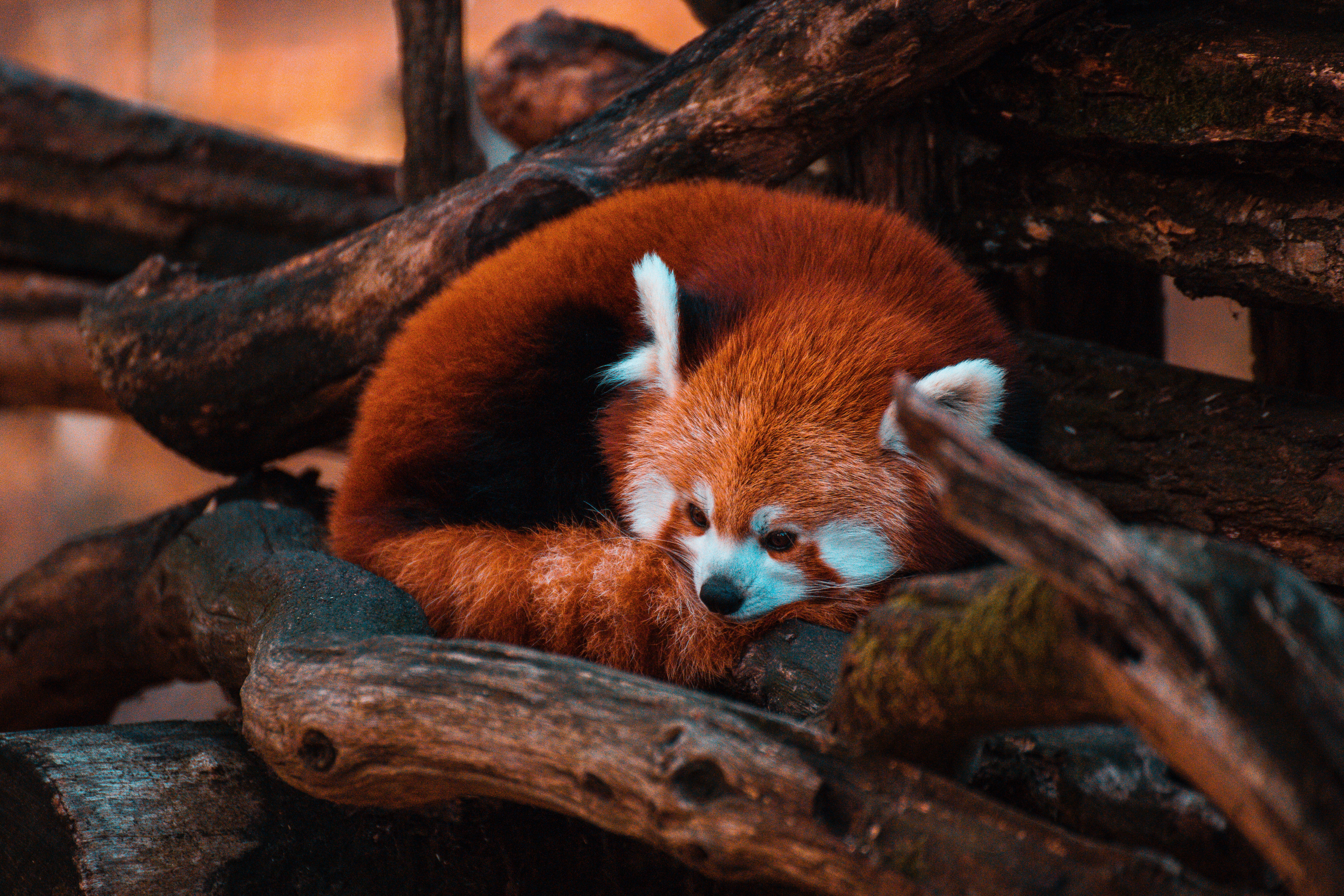 Download mobile wallpaper Wood, Tree, Animal, Animals, Red Panda, Panda for free.