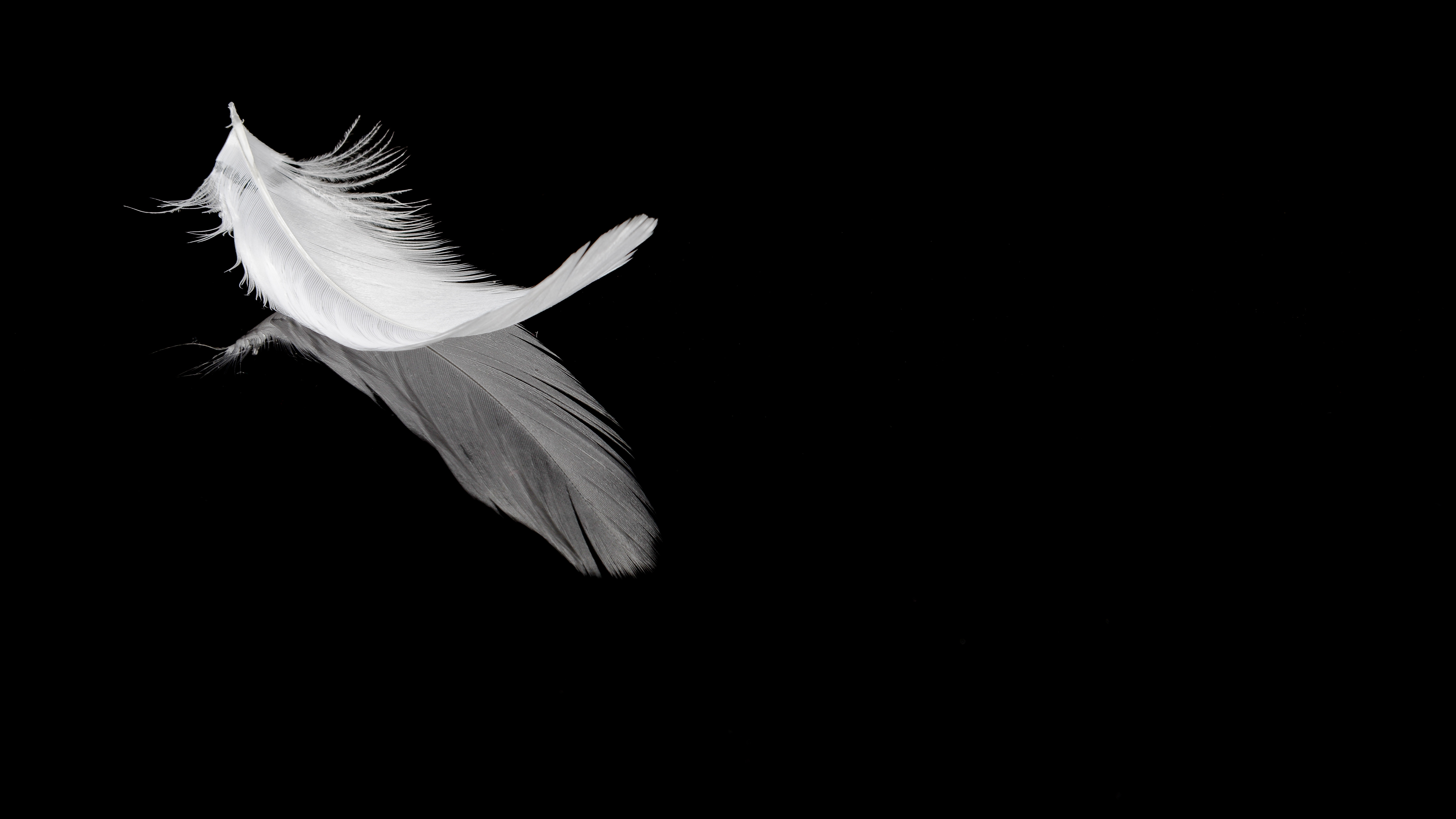 reflection, black, feather, bw, chb, pen High Definition image