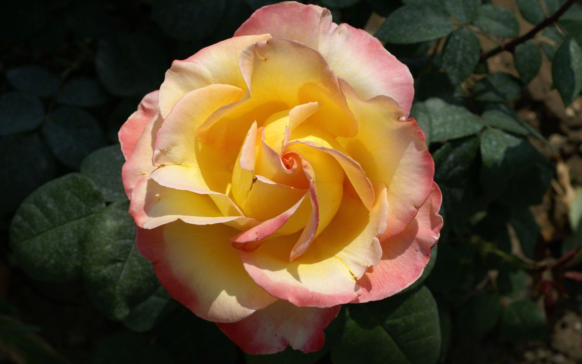 Роза чайно-гибридная высший свет