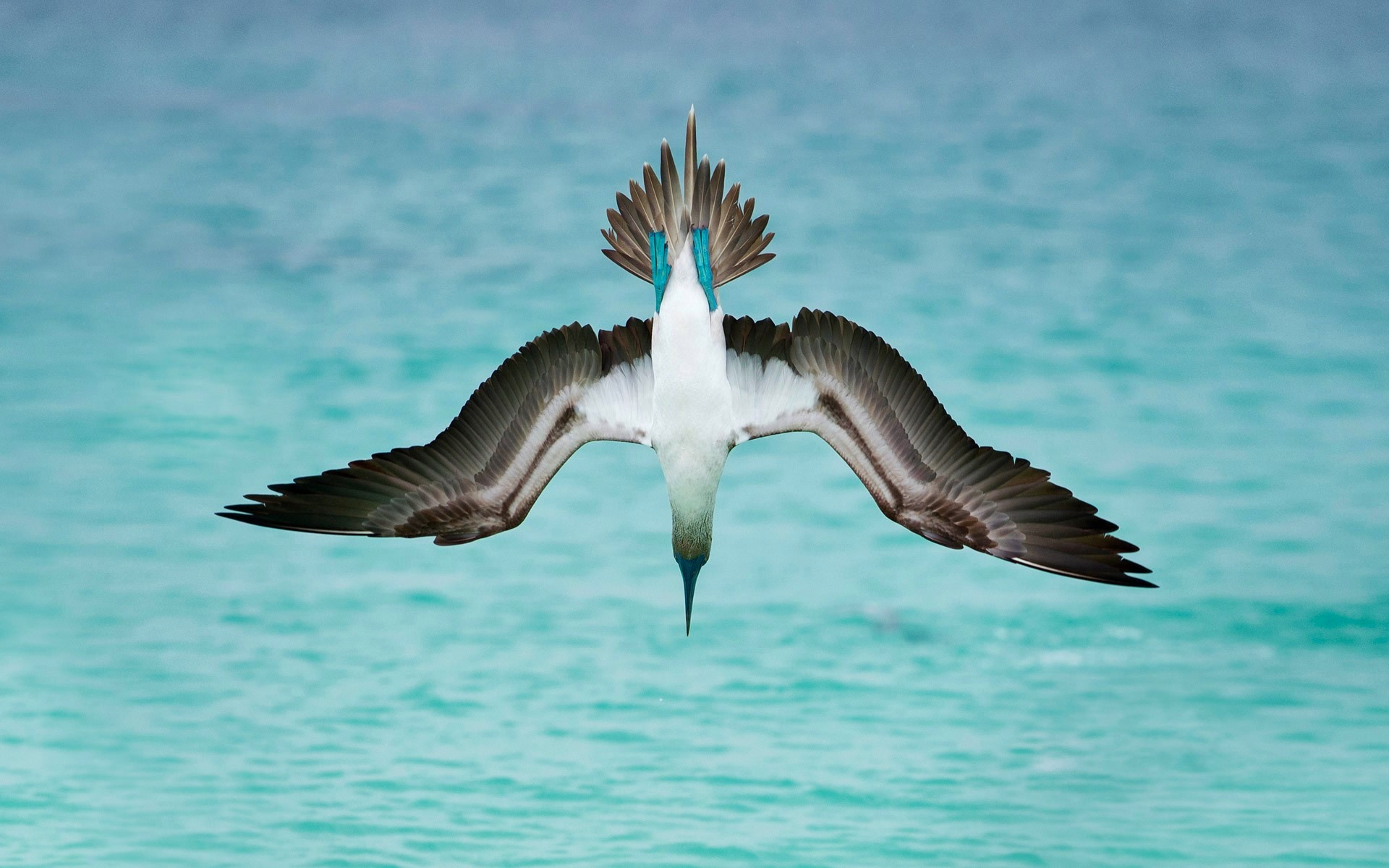 blue footed booby, animal, bird, diving, ocean, sea, birds wallpapers for tablet