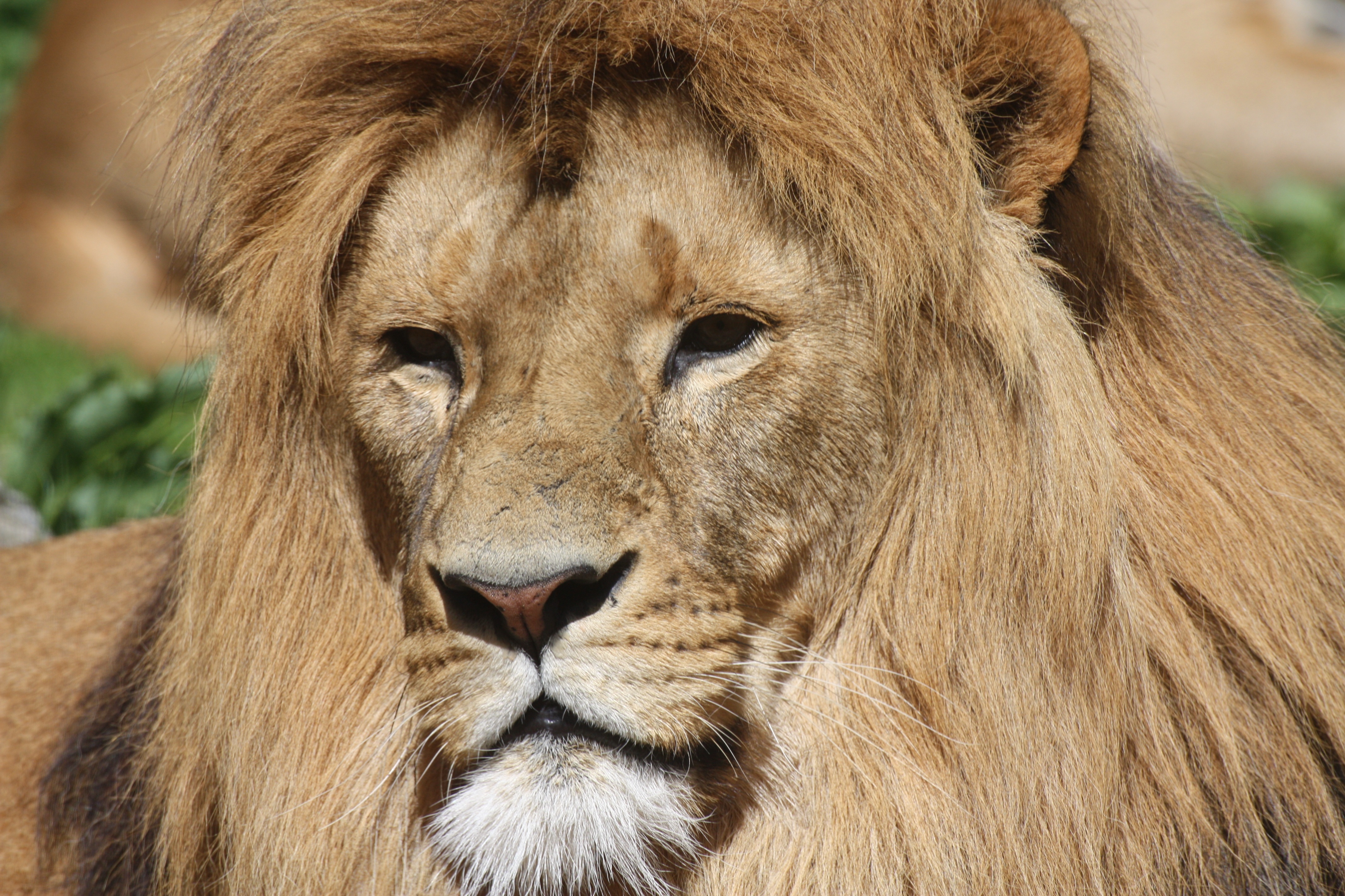 Download mobile wallpaper Mane, Animals, Predator, Big Cat, Lion for free.