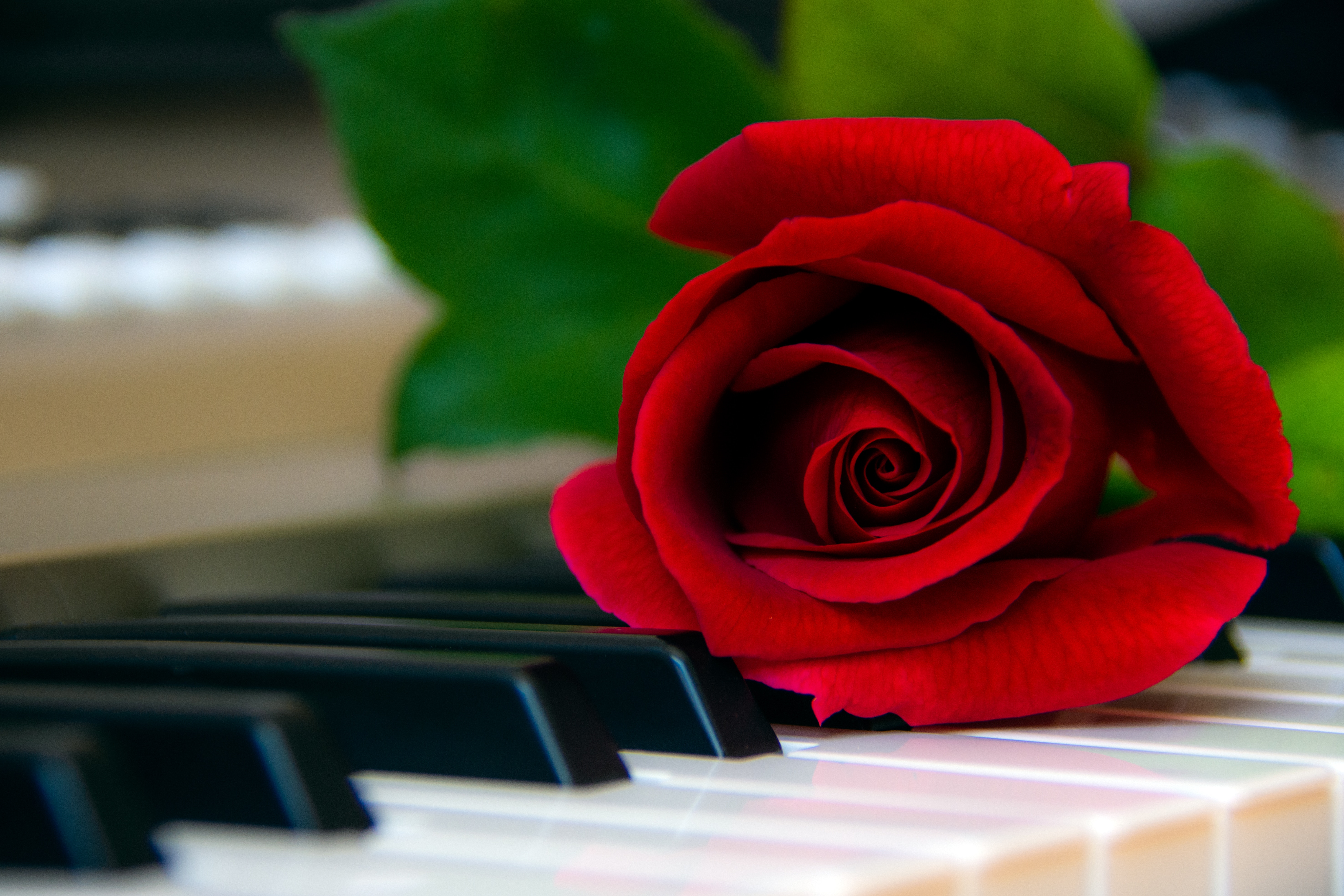 139806 завантажити шпалери квітка, піаніно, квіти, червоний, роза, троянда, клавіші, ключі - заставки і картинки безкоштовно