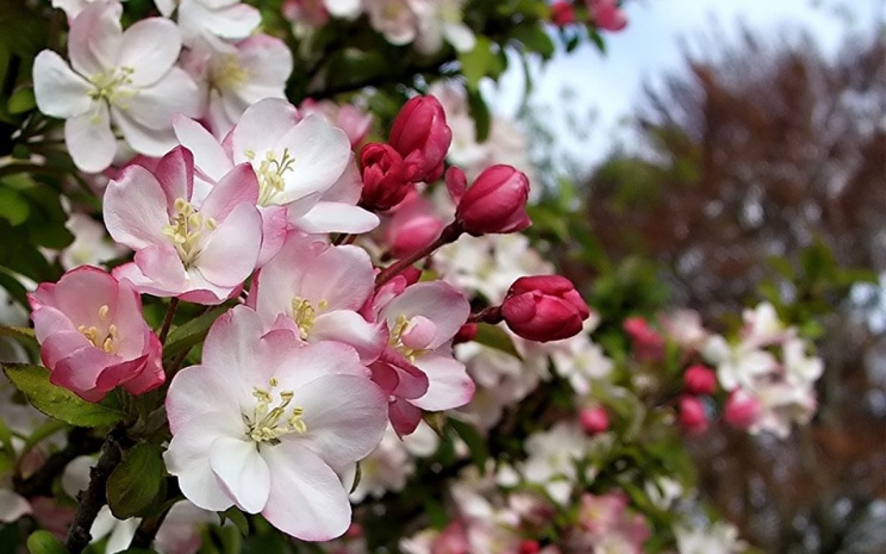 Яблоня Цветущая в саду