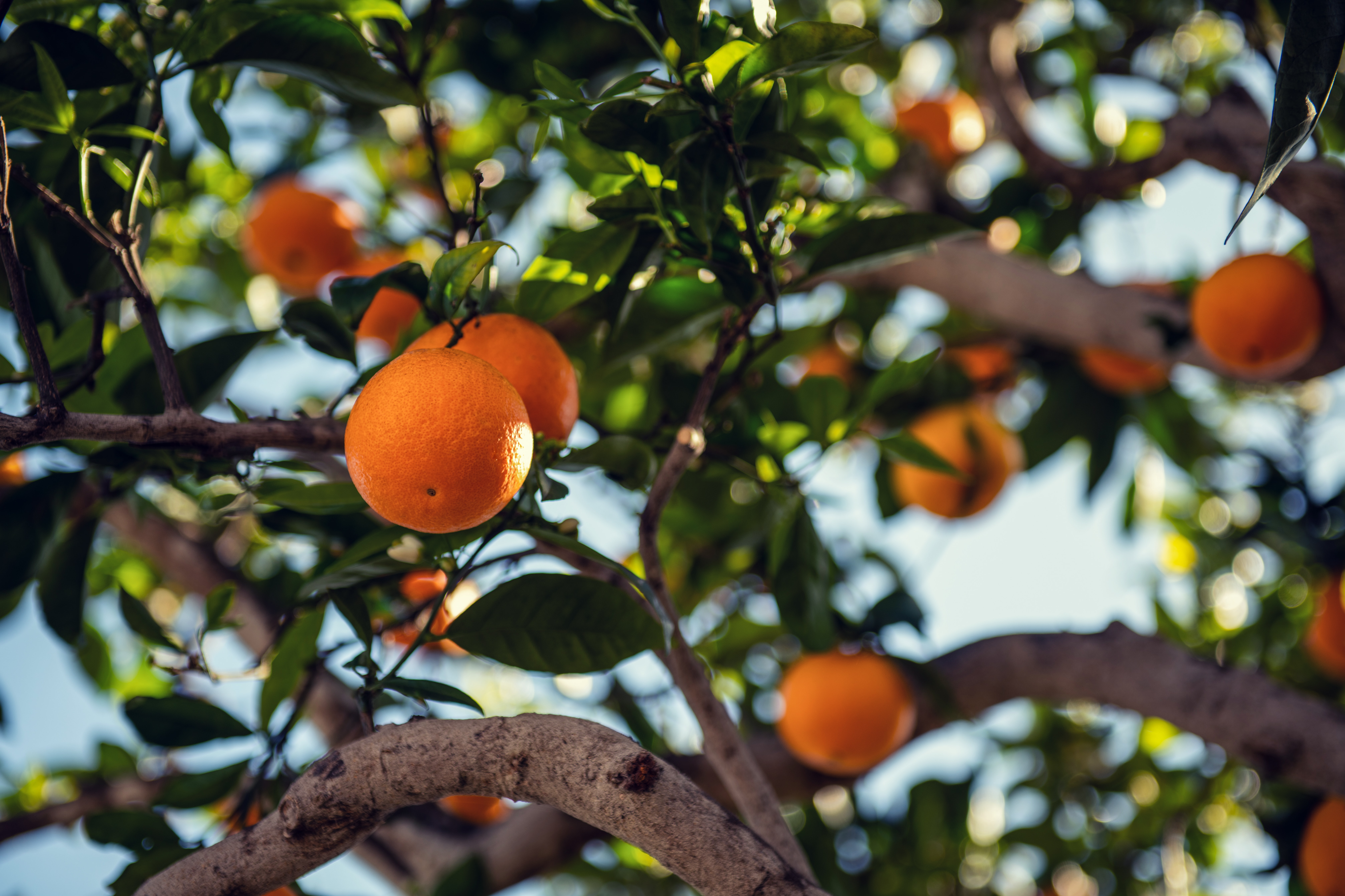 129462 скачать картинку апельсин, фрукт, ветка, еда, дерево, оранжевые - обои и заставки бесплатно