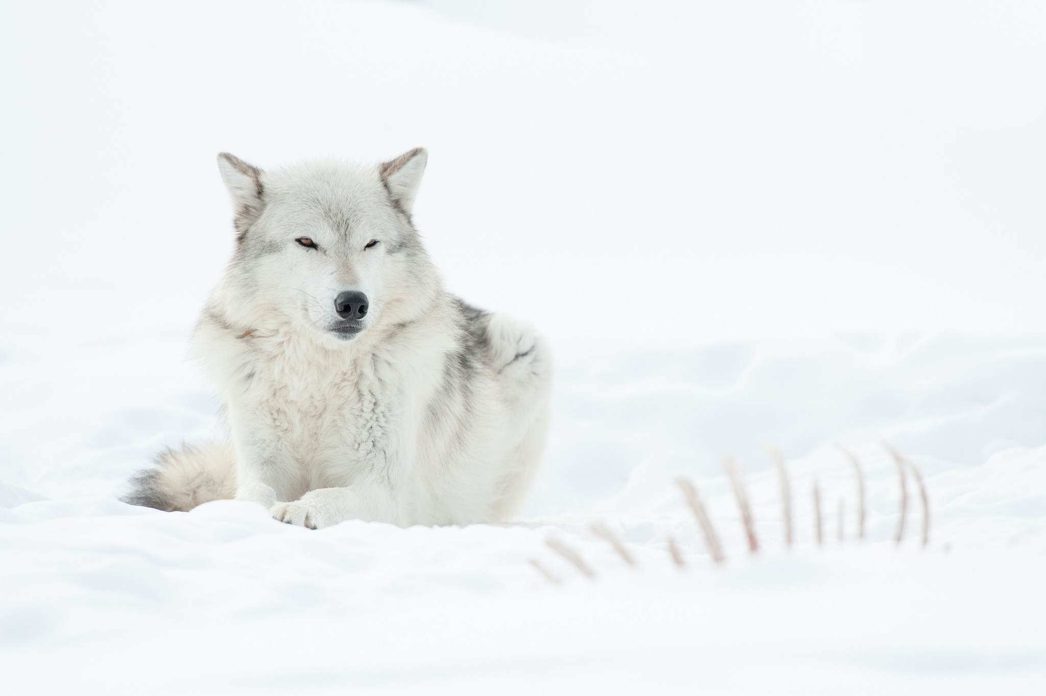 Снежный волк
