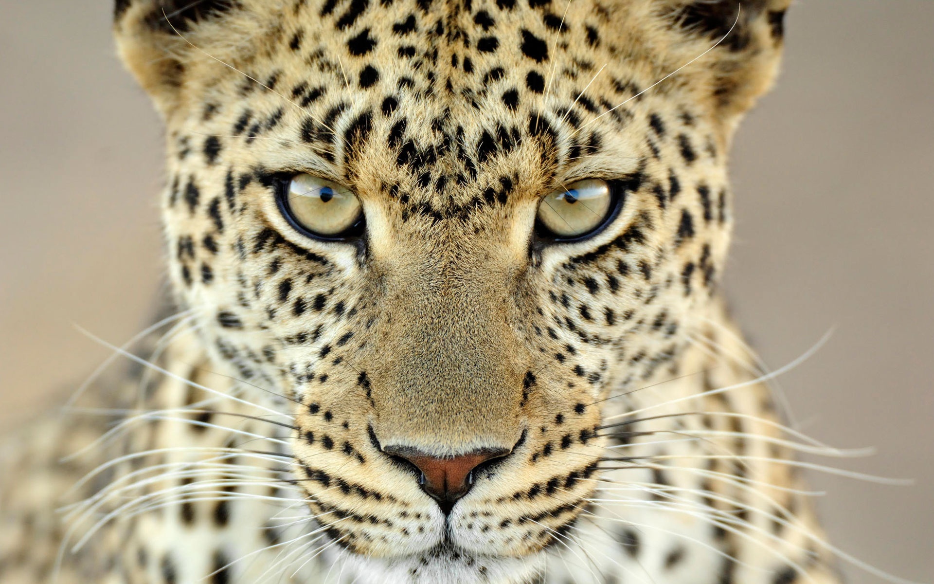 15923 Protetores de tela e papéis de parede Leopards em seu telefone. Baixe  fotos gratuitamente
