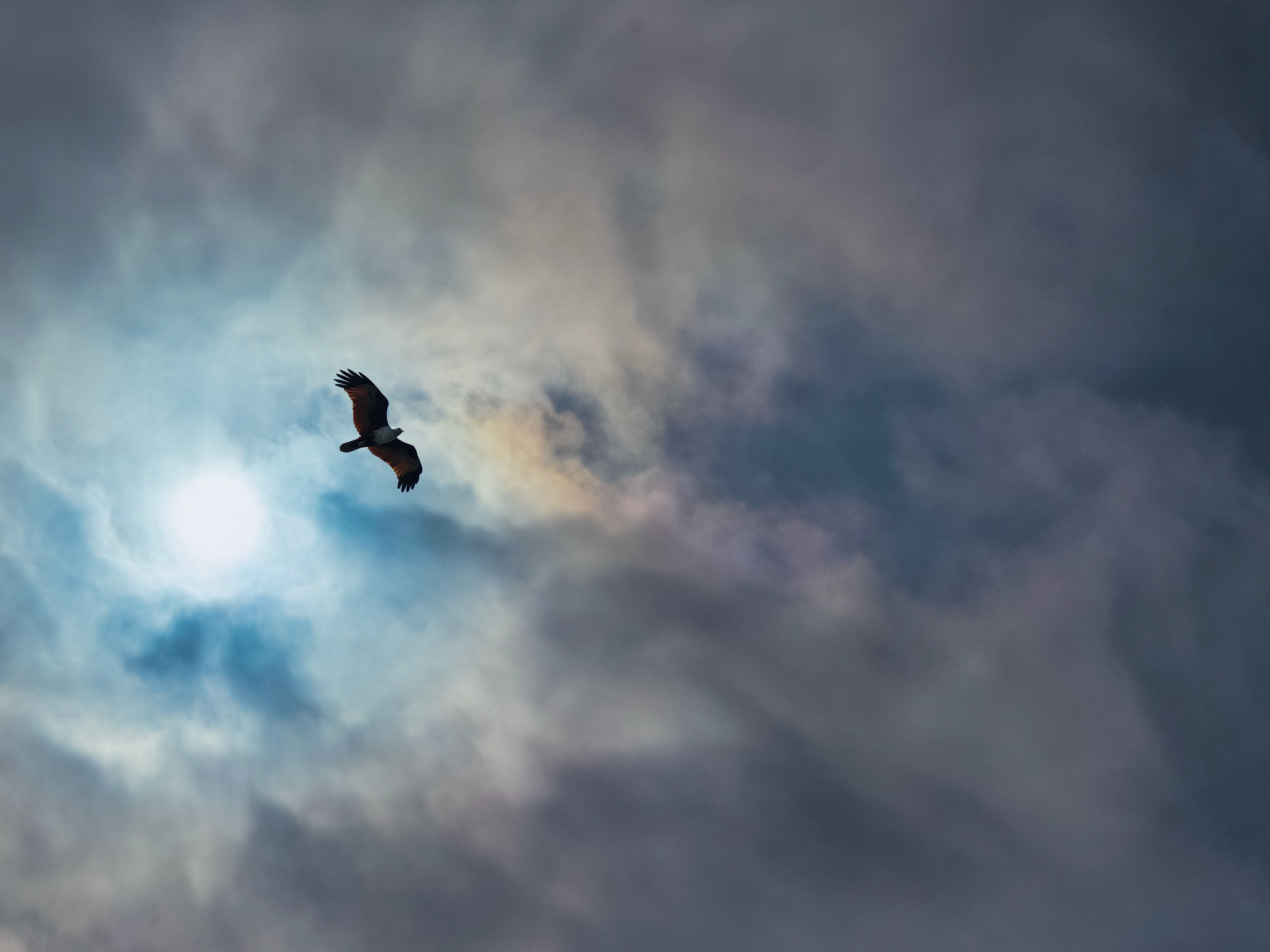 Download mobile wallpaper Clouds, Sky, Flight, Animals, Wings, Bird, Eagle for free.