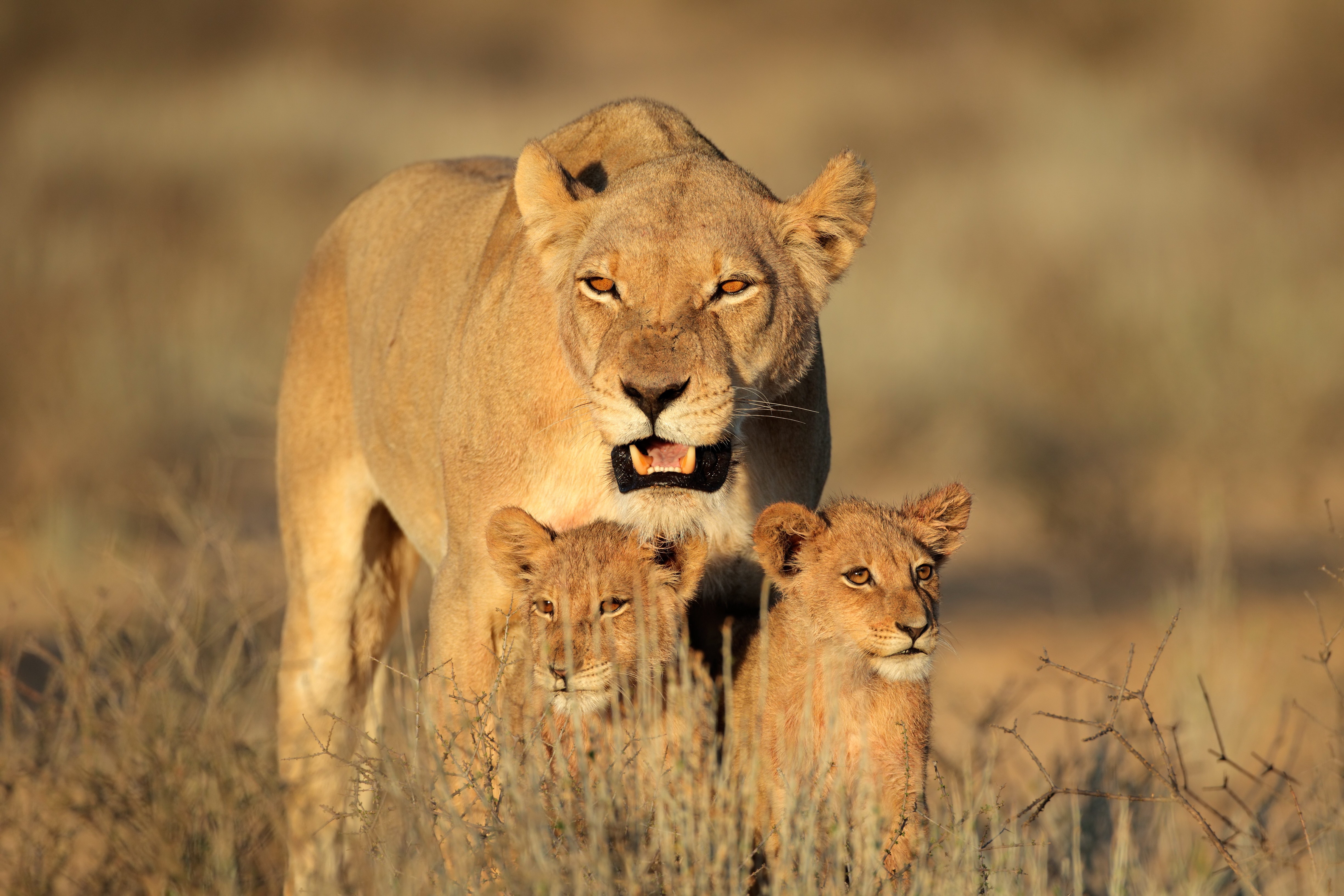 africa, family, lion, animals, predators, female, lion cubs Free Stock Photo