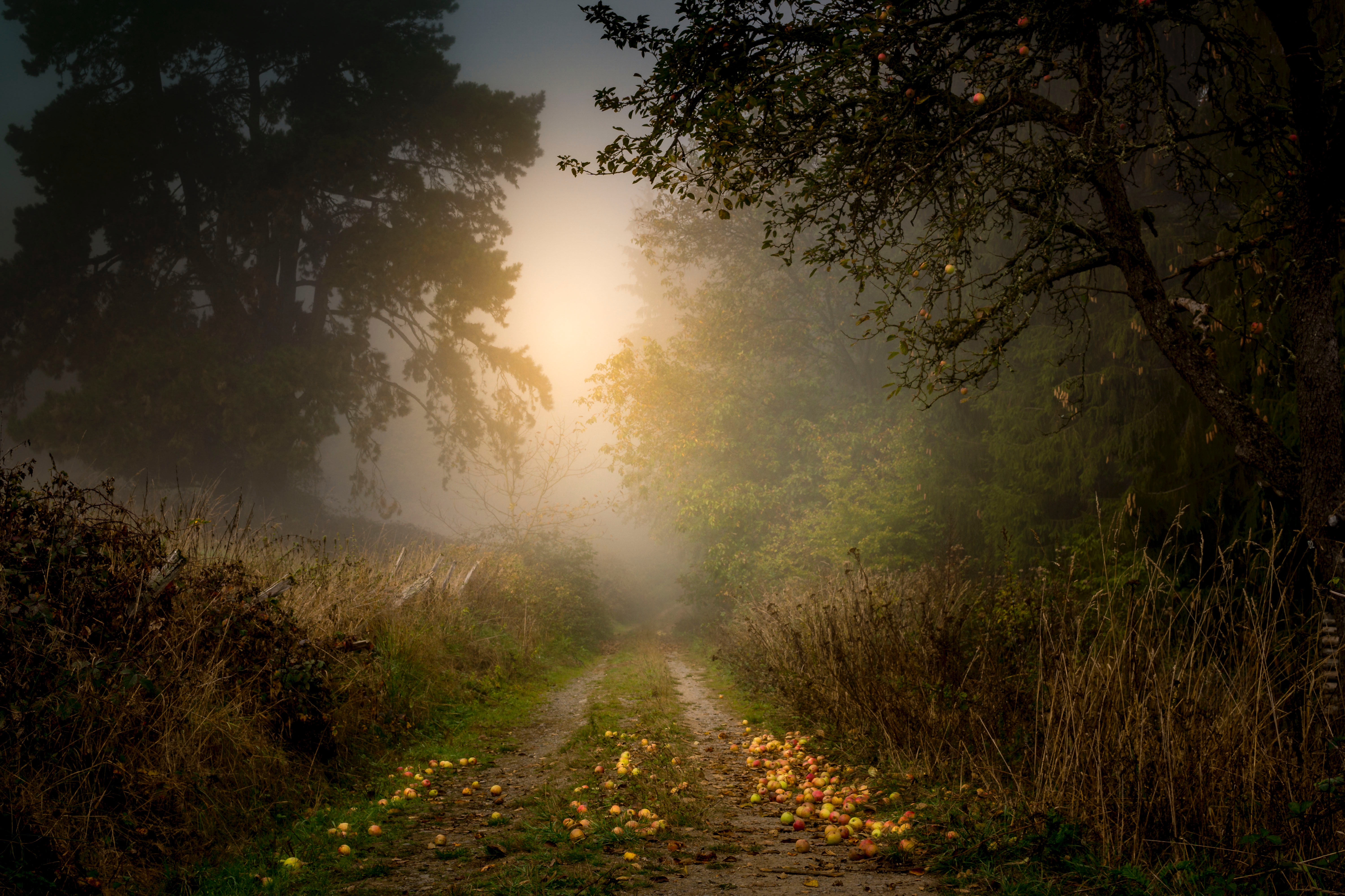 Download mobile wallpaper Fog, Road, Nature, Apples, Forest, Trees for free.