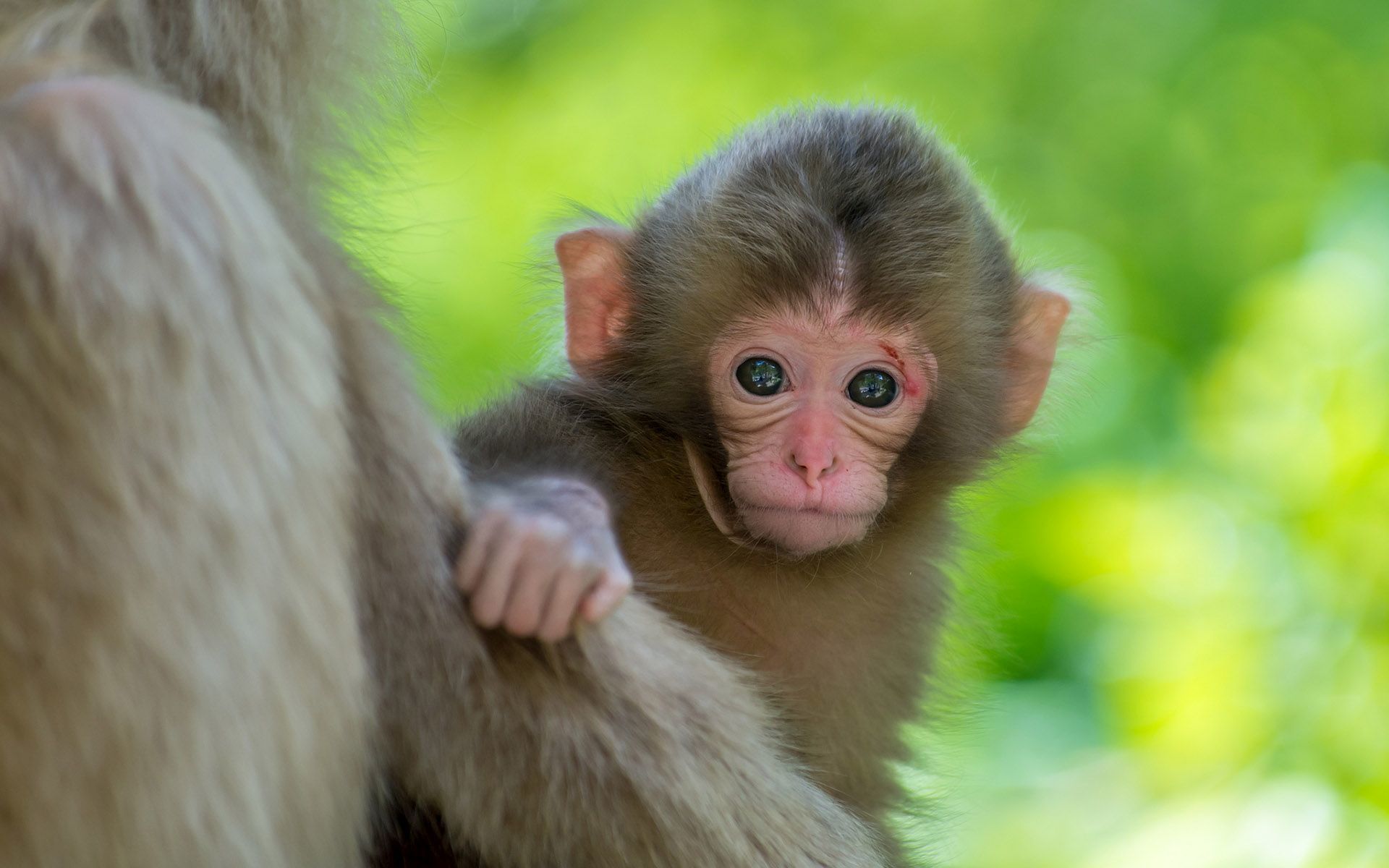 376406 descargar fondo de pantalla animales, mono, bebe animal, lindo, primate, monos: protectores de pantalla e imágenes gratis