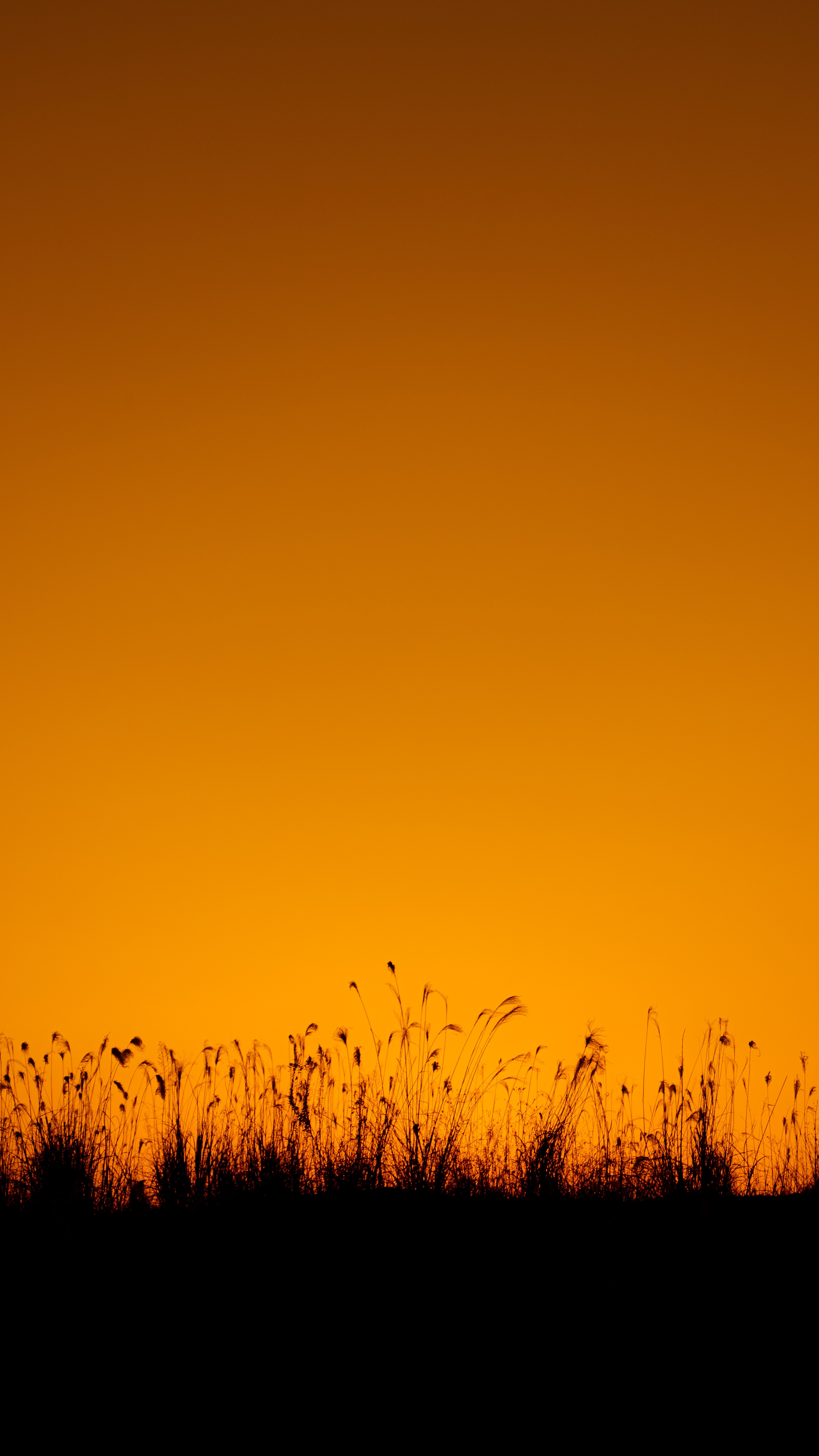 outlines, silhouette, dark, grass, twilight, dusk HD wallpaper