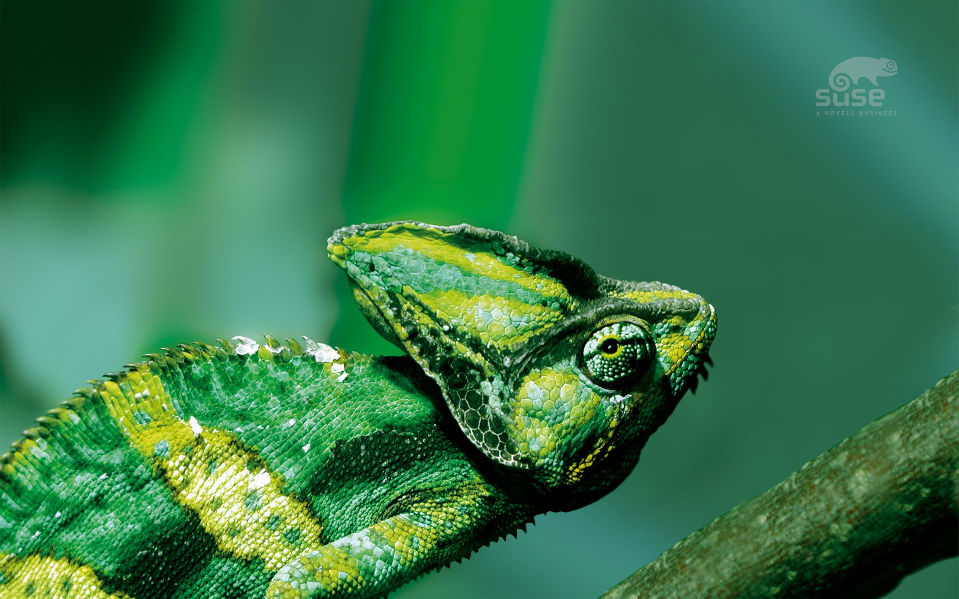 animal, chameleon, green, lizard, reptile, reptiles Image for desktop