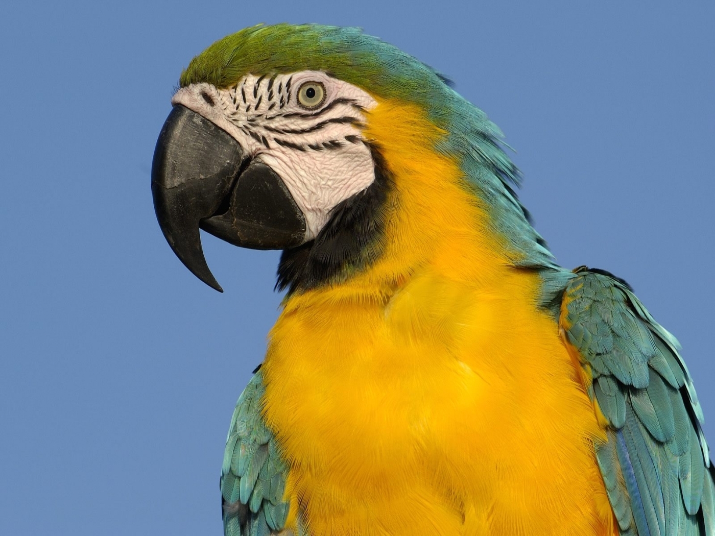 29775 télécharger l'image animaux, oiseaux, perroquets - fonds d'écran et économiseurs d'écran gratuits