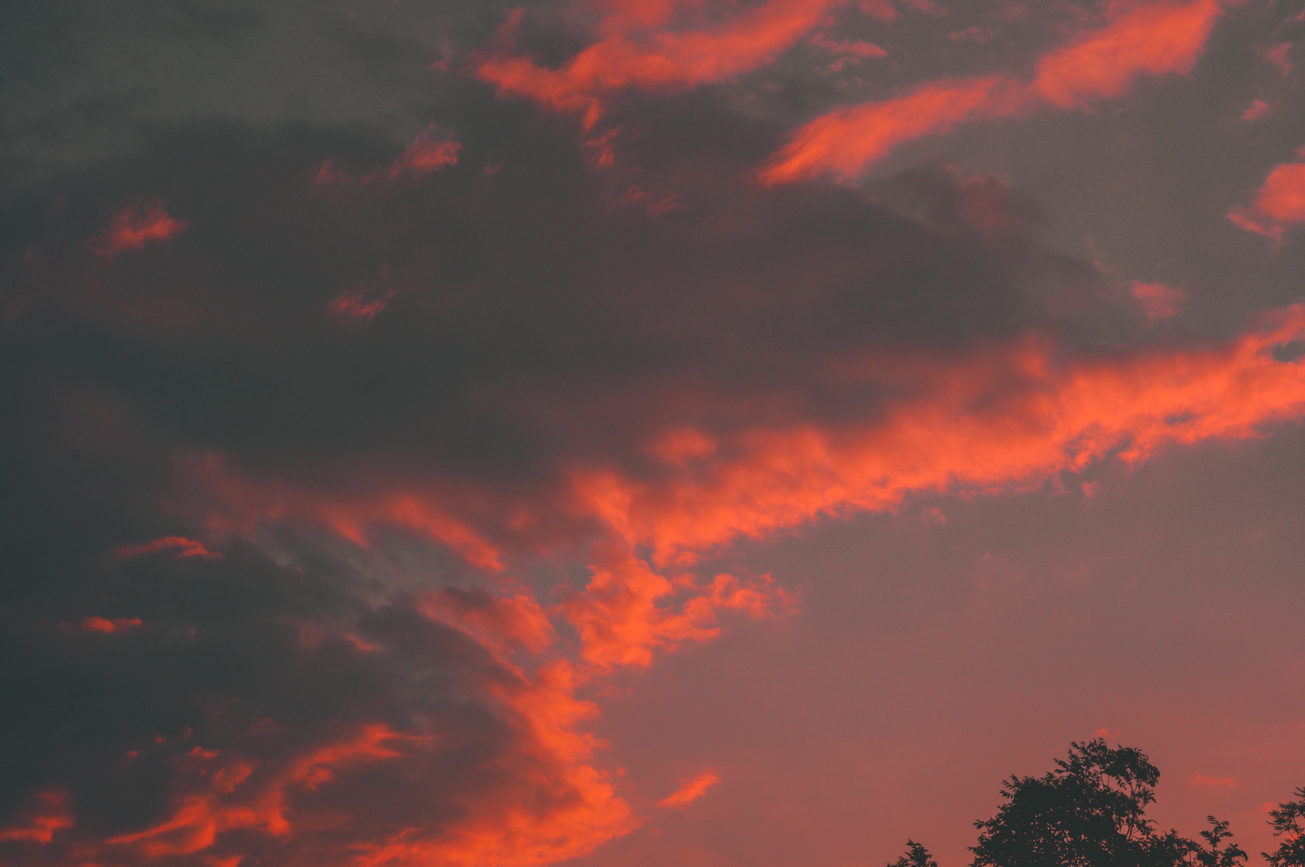 98053 скачать обои оранжевый, природа, закат, небо, облака, дерево, оранжевые - заставки и картинки бесплатно