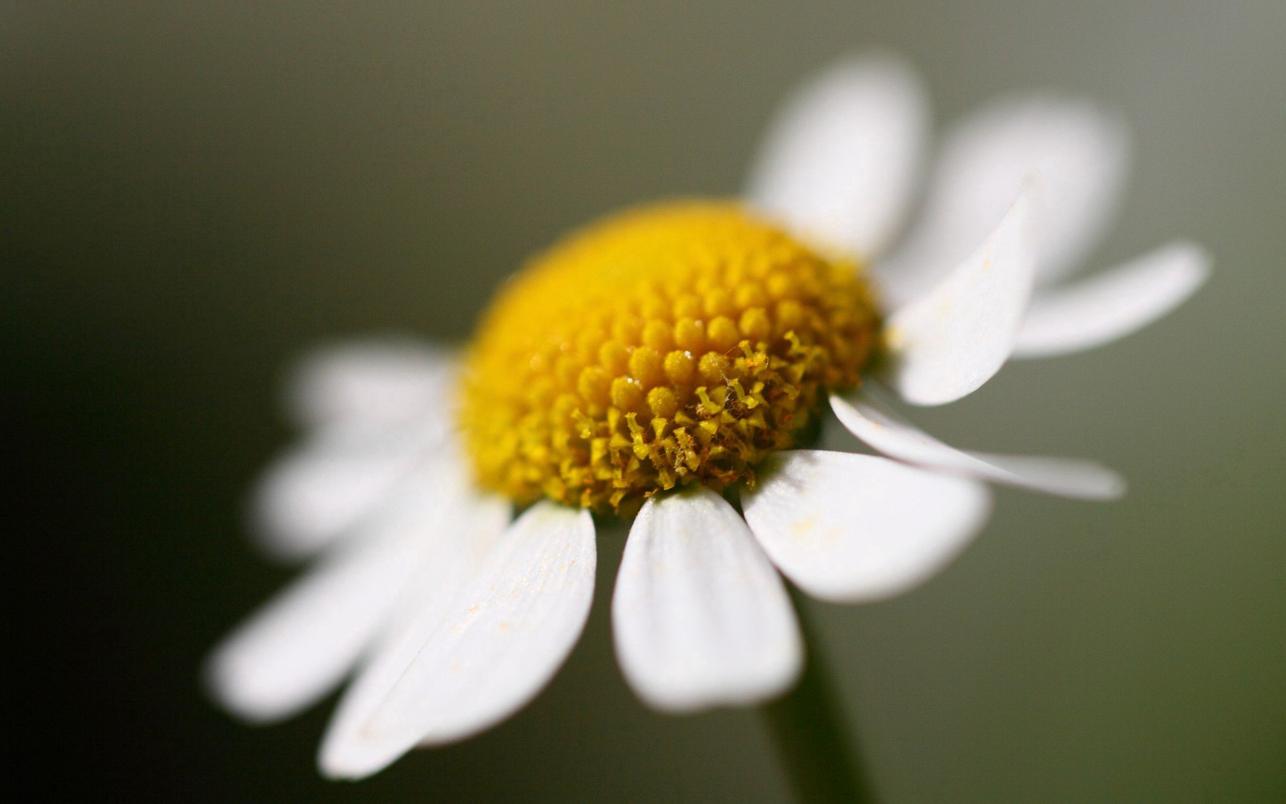 Download mobile wallpaper Chamomile, Petals, Camomile, Macro, Flower for free.
