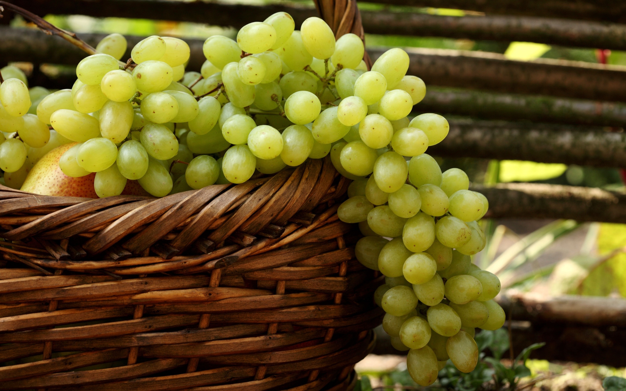 Uva Fruit Vine  Free photo on Pixabay  Pixabay