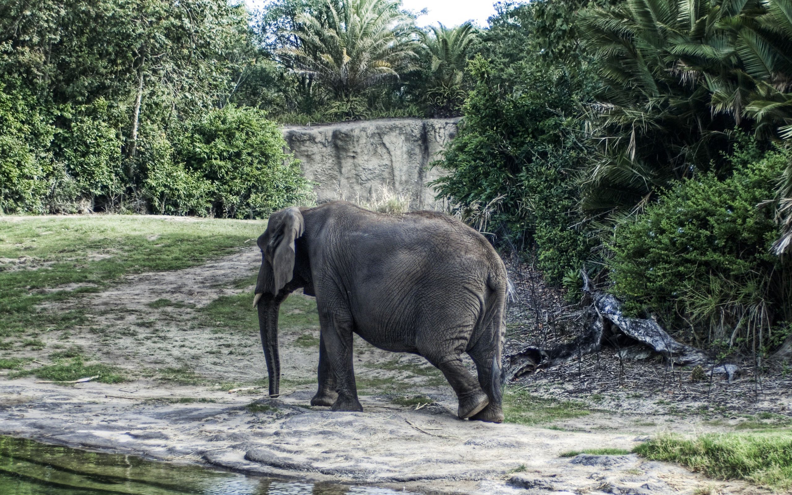 134635 скачать обои животные, деревья, прогулка, слон, большой - заставки и картинки бесплатно