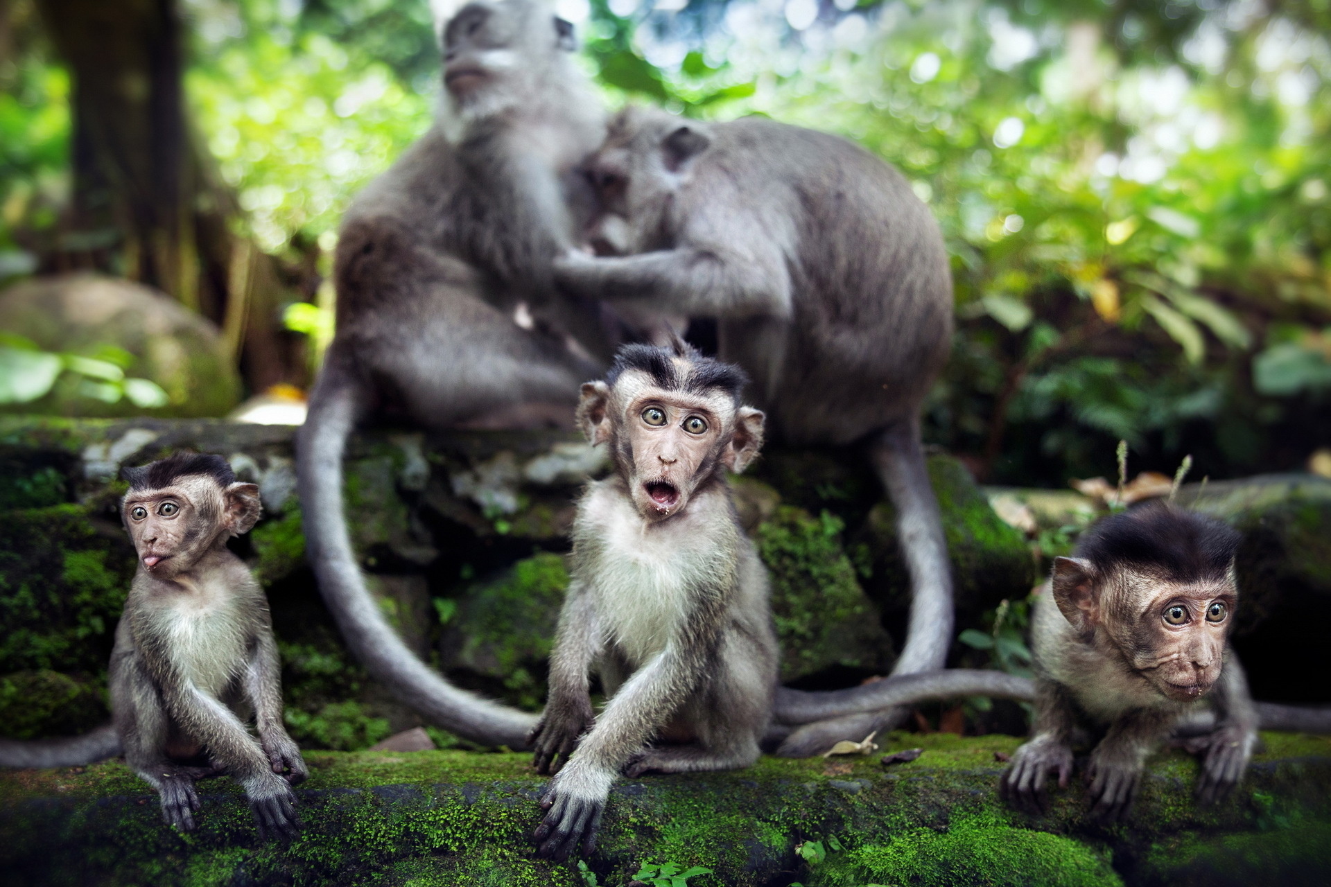 фото обезьяны в хорошем качестве