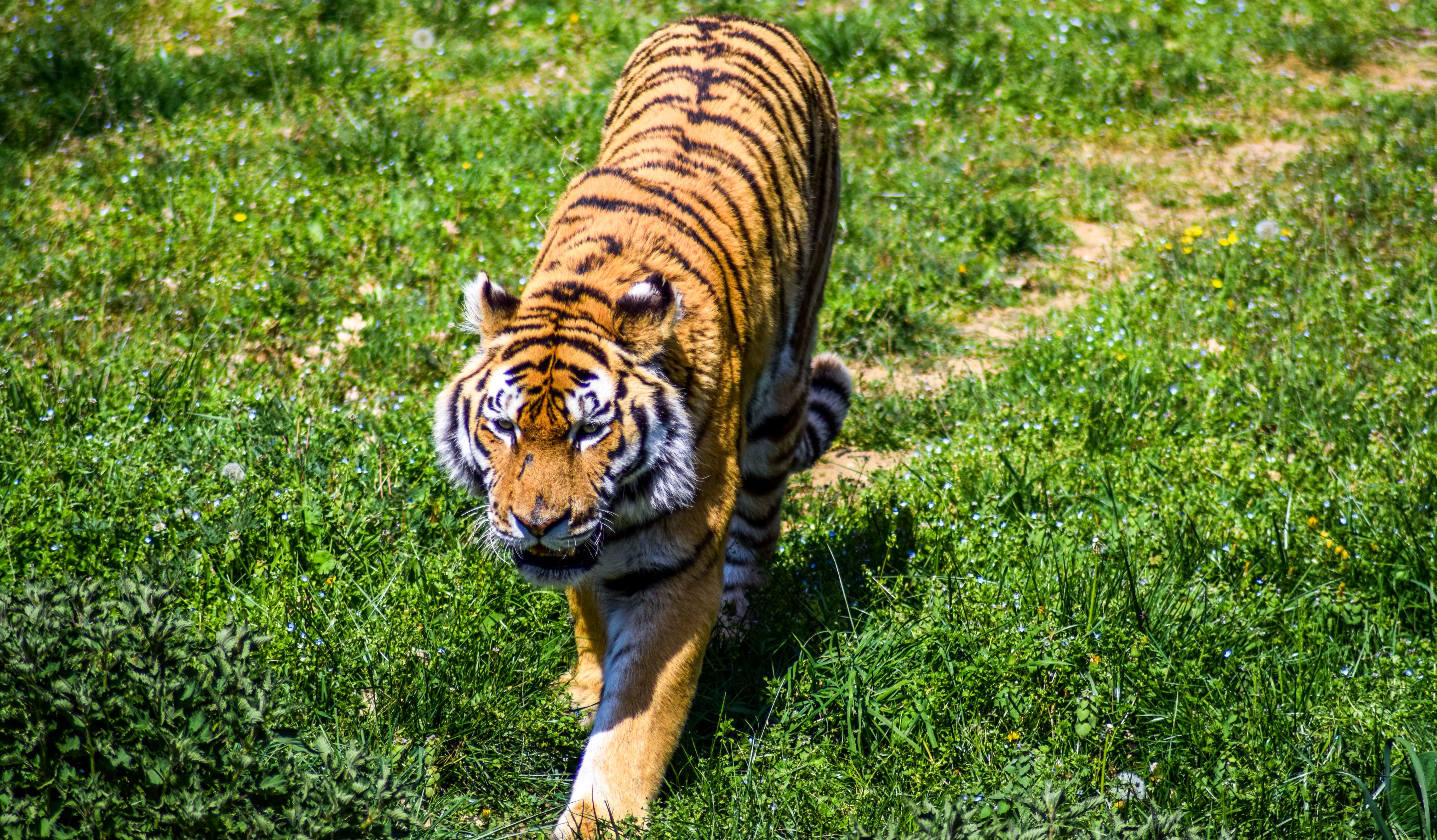 157479 Hintergrundbild herunterladen tiger, tiere, grass, raubtier, predator, große katze, big cat - Bildschirmschoner und Bilder kostenlos