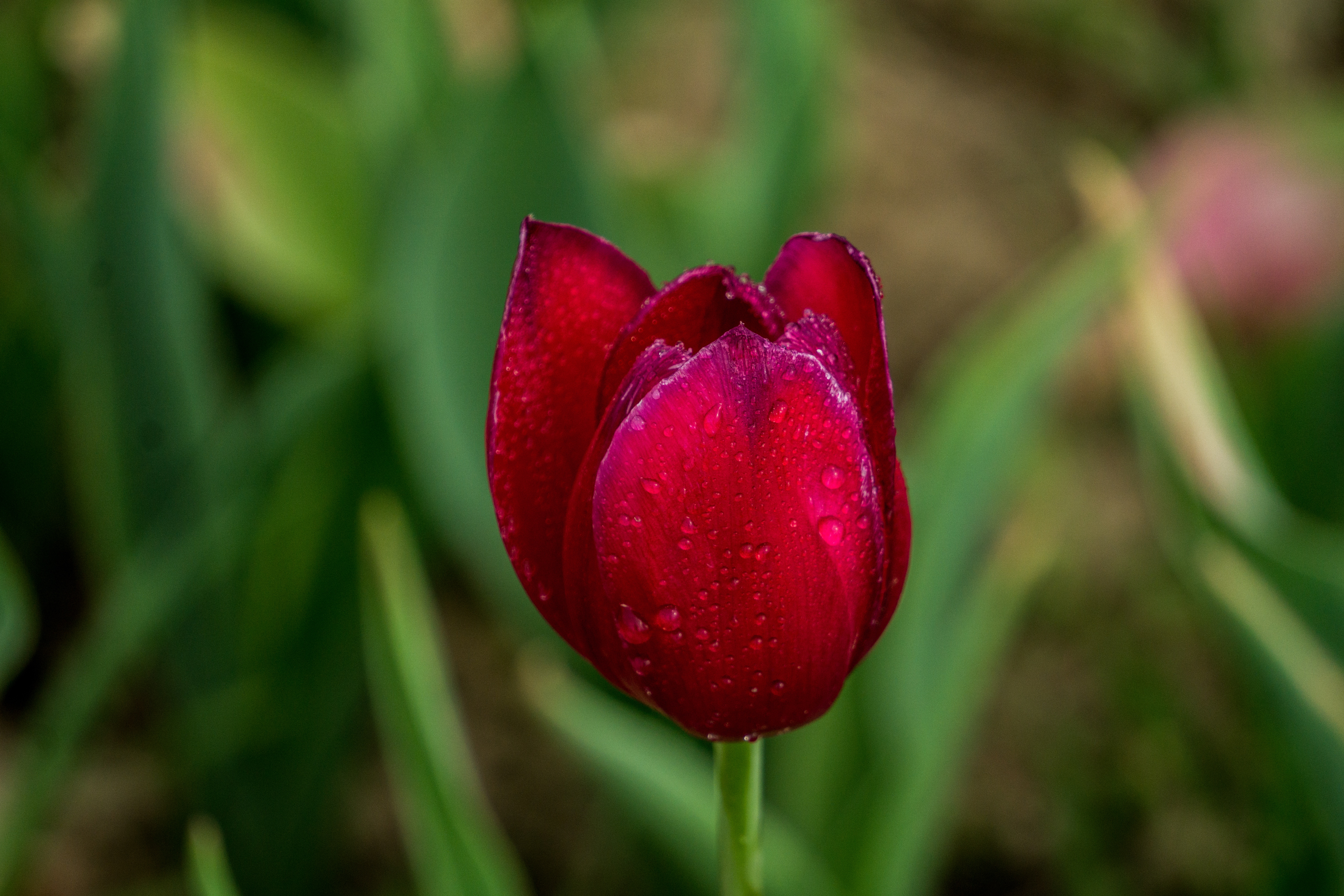 Téléchargez gratuitement l'image Tulipe, Bourgeon, Fleurs, Drops sur le bureau de votre PC