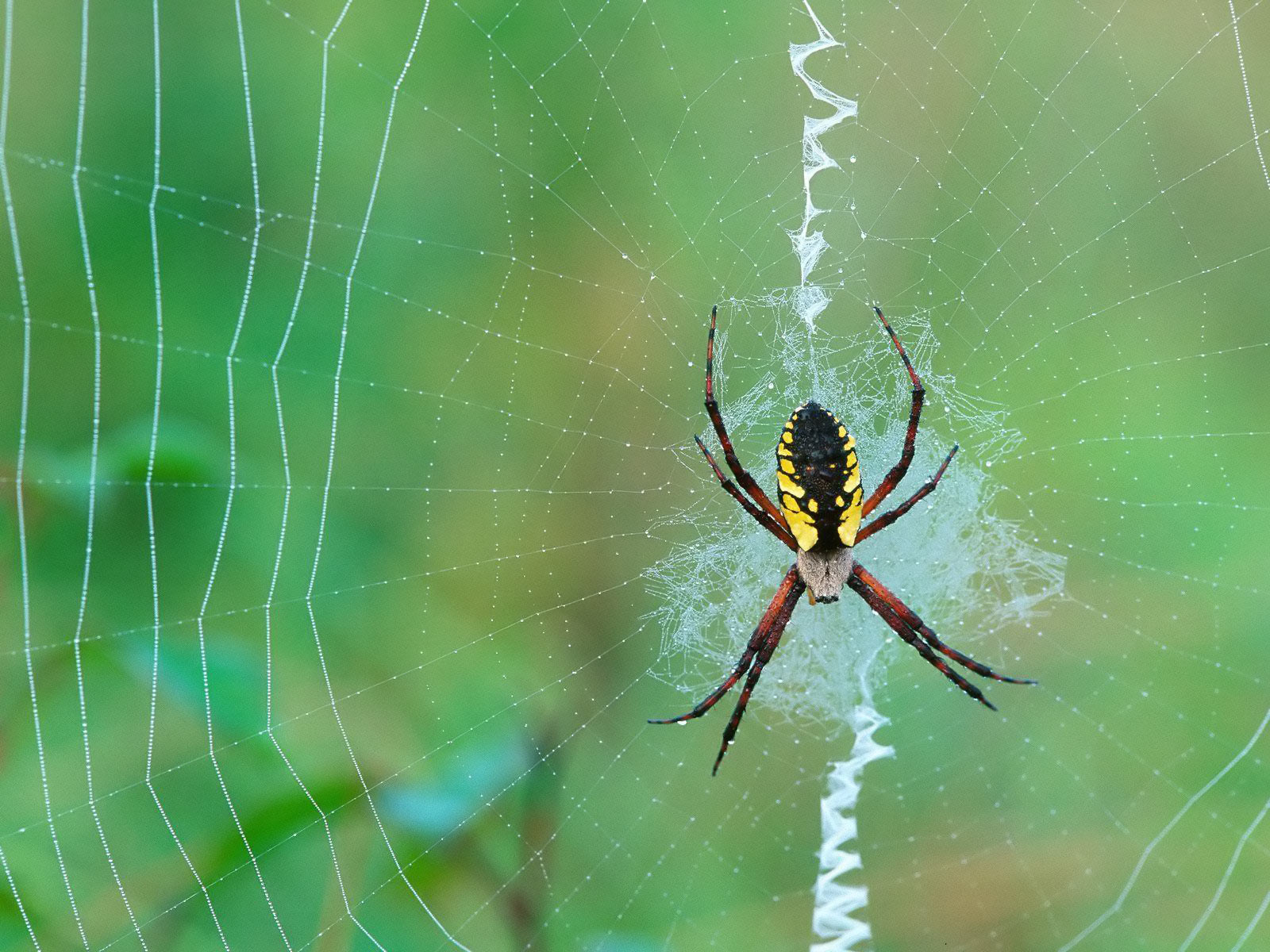 271017 baixar papel de parede animais, aranha, aracnídeo, fechar se, teia de aranha - protetores de tela e imagens gratuitamente