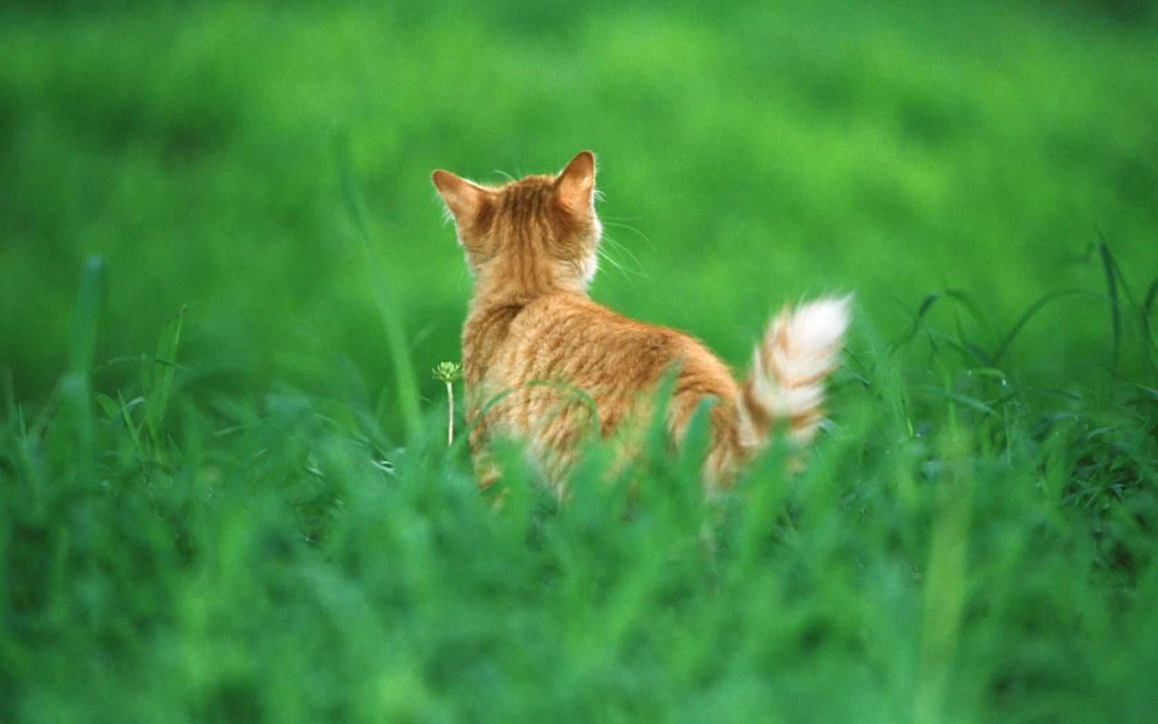 Download mobile wallpaper Animals, Grass, Redhead, Tail, Cat for free.