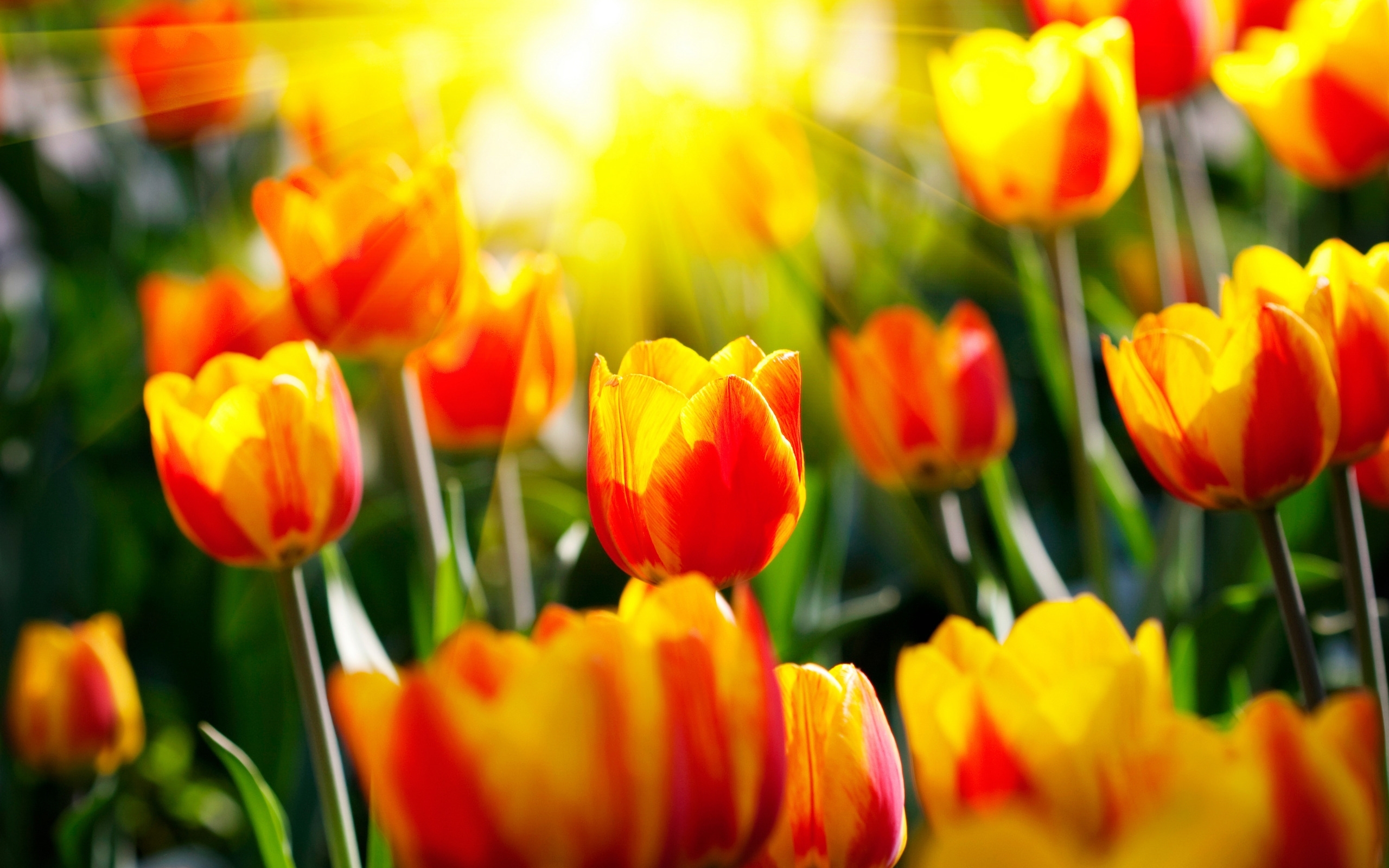 Téléchargez des papiers peints mobile Fleurs, Tulipes, Contexte gratuitement.