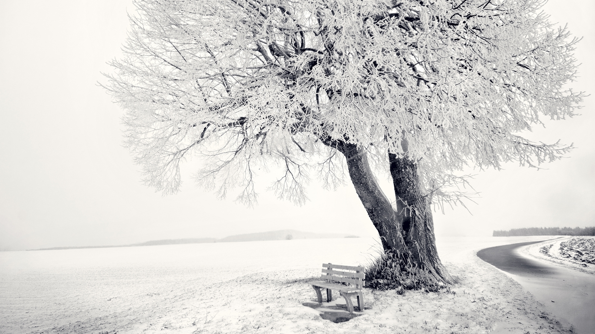 landscape, winter, trees, objects, snow, gray