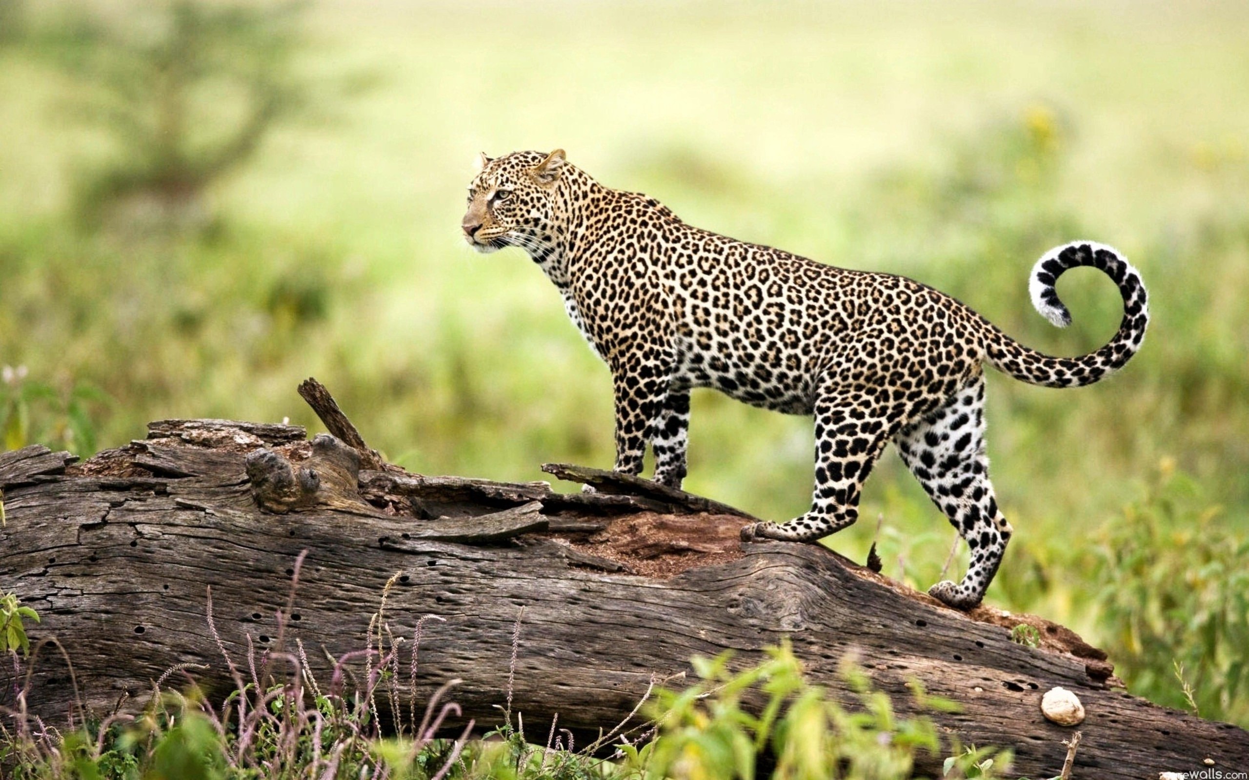 Дикие животные гепарды. Гепард леопард Ягуар. Африканский леопард. Европейский гепард гигантский гепард. Переднеазиатский леопард.