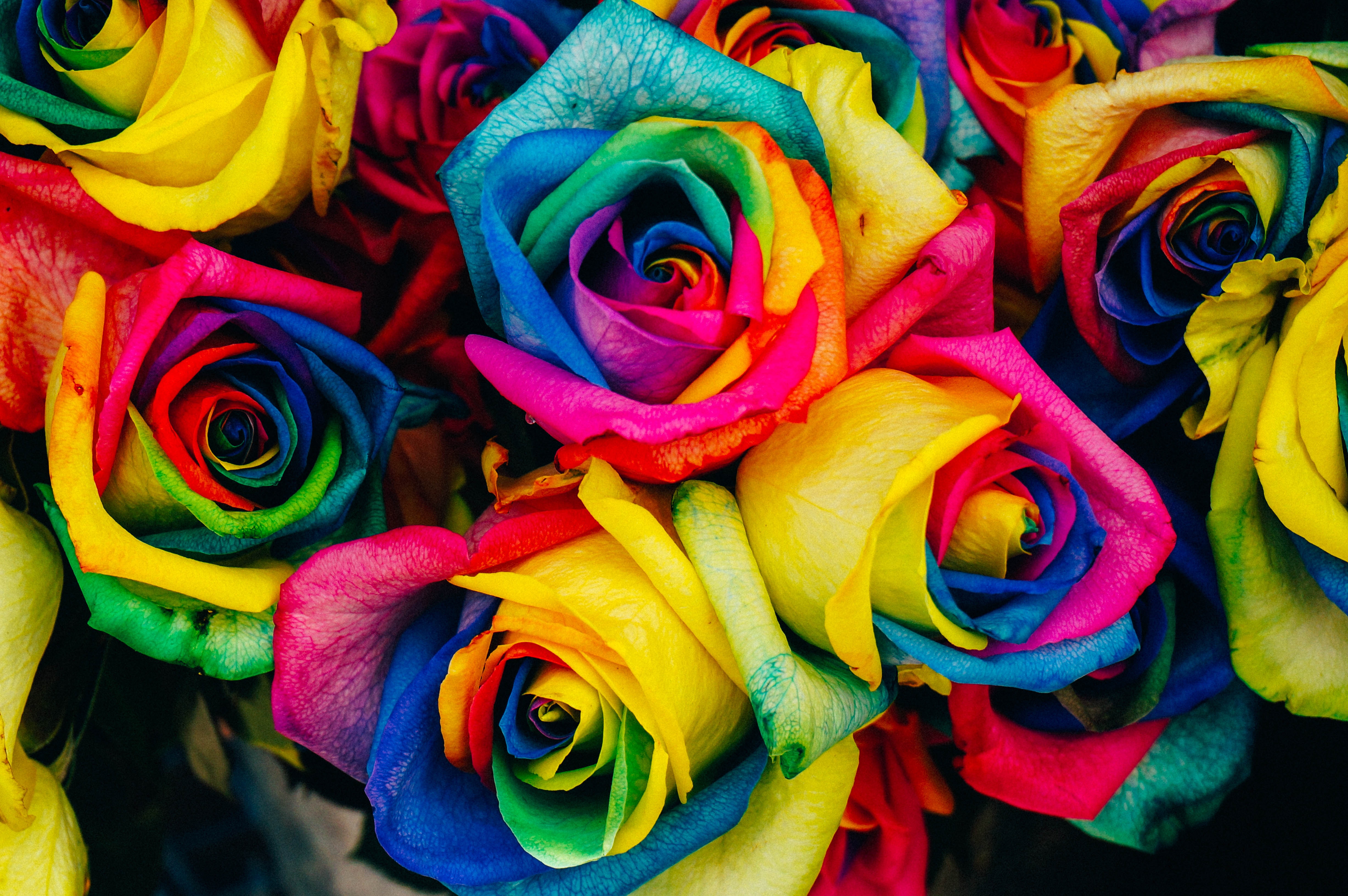121345 скачать обои розы, разноцветный, радужный, цветы - заставки и картинки бесплатно