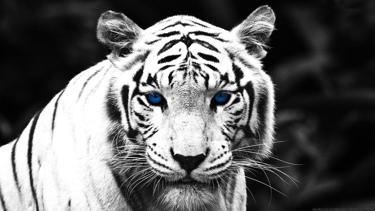 Белый тигр глаза