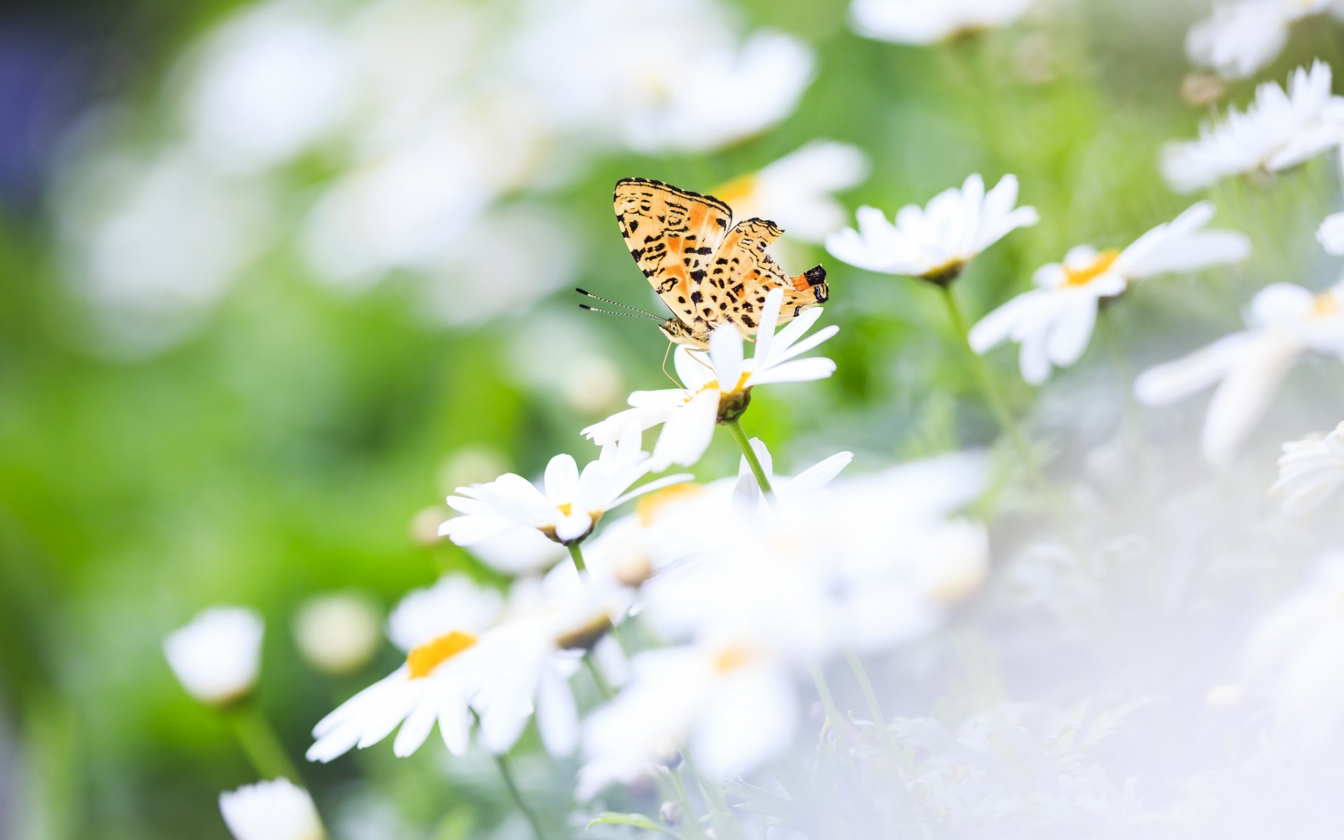 39500 descargar imagen mariposas, insectos: fondos de pantalla y protectores de pantalla gratis