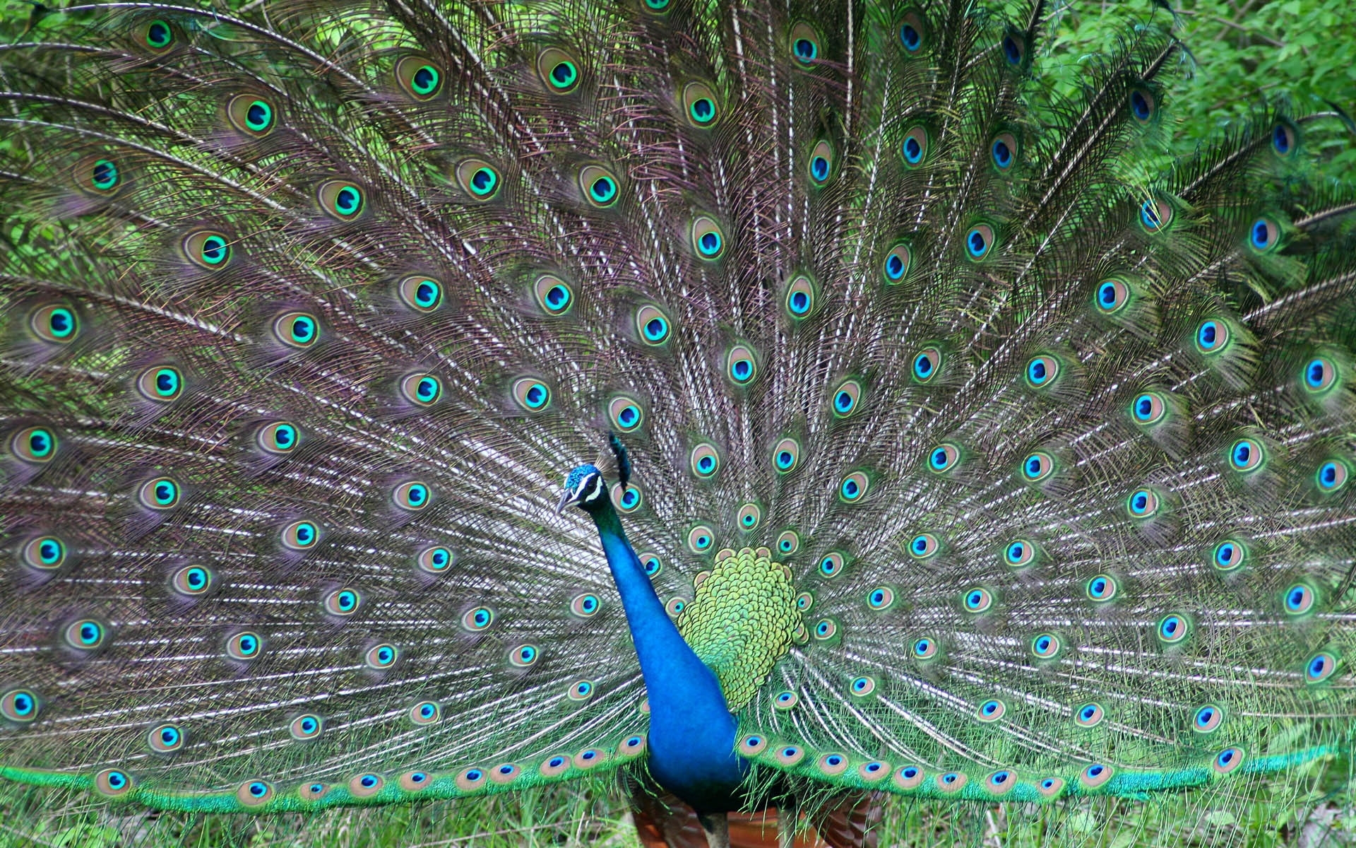 peacocks, animals, birds Smartphone Background