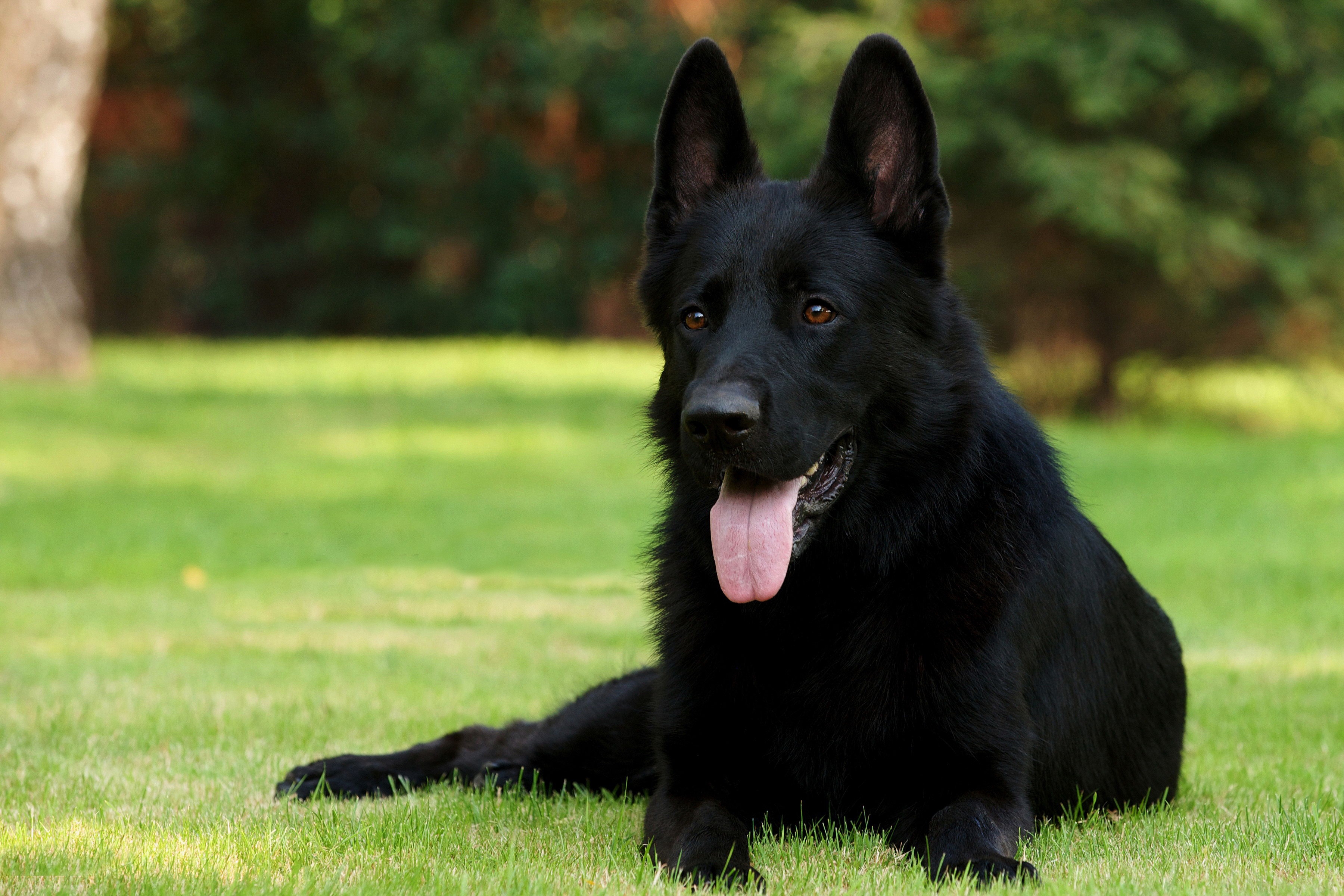 dog, animals, grass, sit, german shepherd, exclusive, black shepherd, black sheepdog